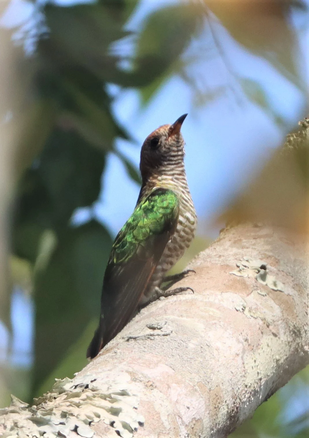 Asian Emerald Green Cuckoo (Chrysococcyx maculatus) Khao Yai NP (2).jpg