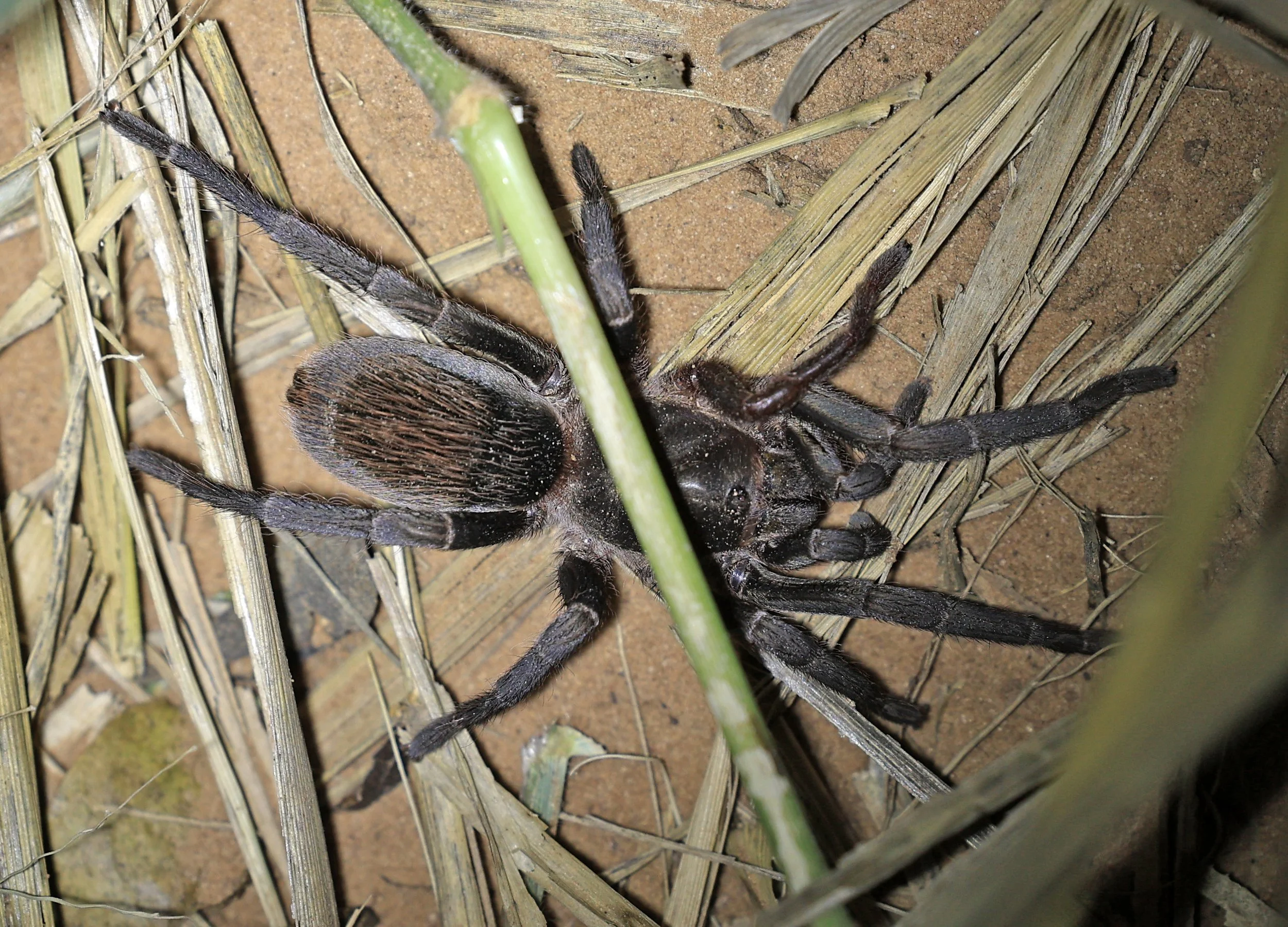 Chaco Golden Knee tarantula (Grammostola pulchripes) Agua Dulce Paraguay - confirm ID (12).jpg