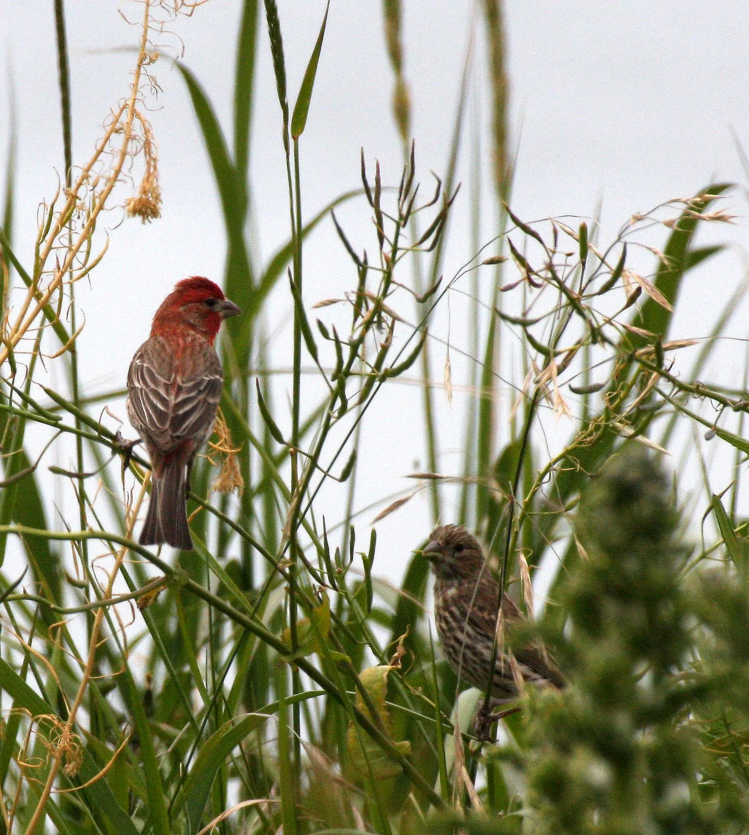 House Finch (Haemorhous mexicanus) Cline Spit Park, Sequim Washington (2).JPG