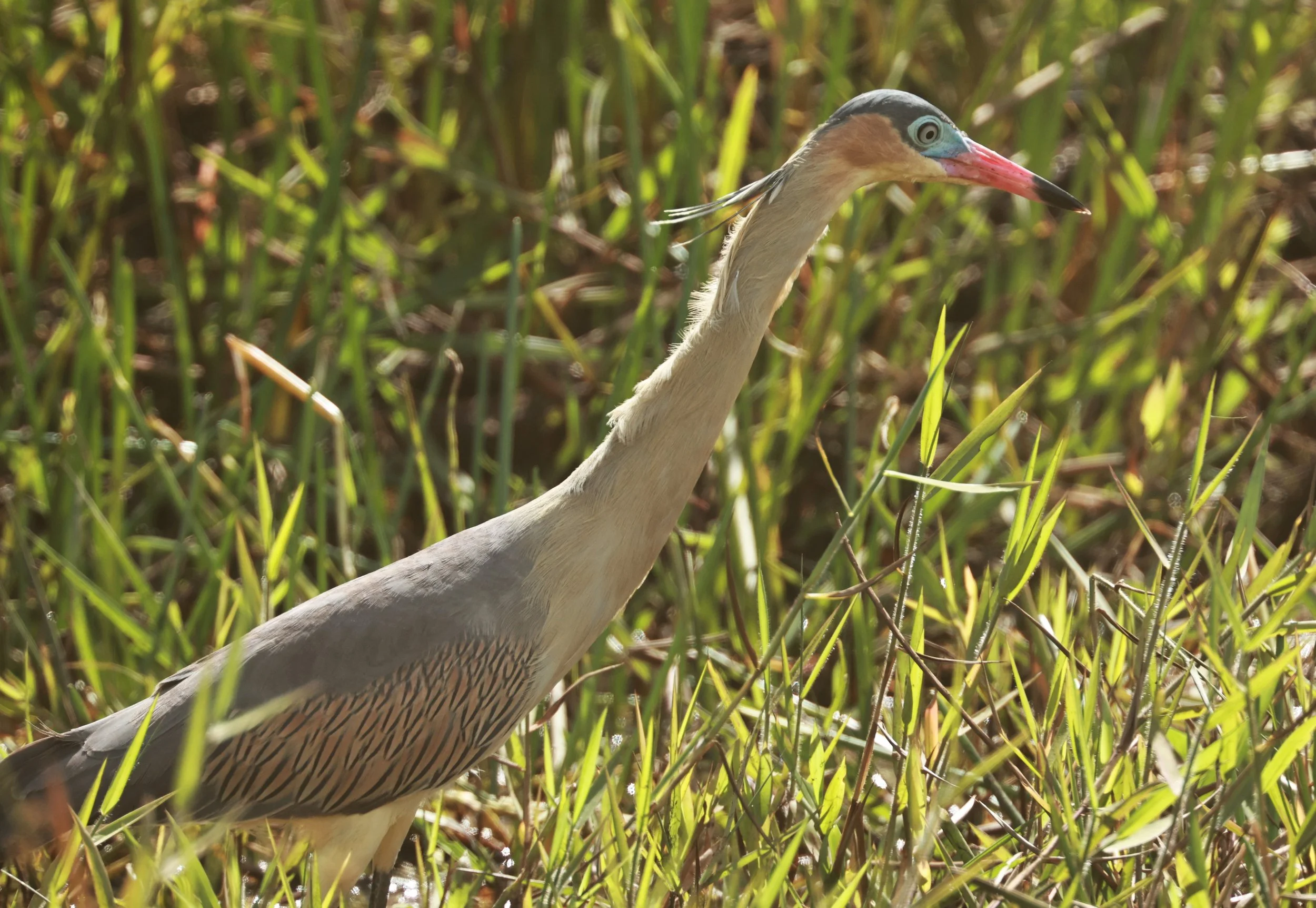 Heron - Whistling Heron - Syrigma sibilatrix - Alfonso Claudio, Espirito Santo Brazil (9).JPG