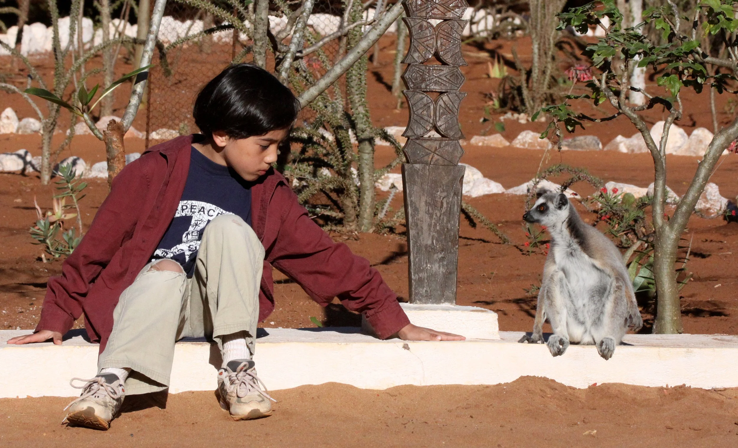 LEMURIDAE - Lemur catta - RING-TAILED LEMUR - BERENTY RESERVE MADAGASCAR (76).JPG