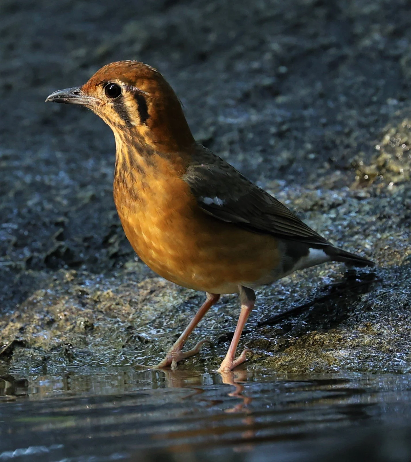 Orange-headed Thrush (Zoothera citrina) Wat Tham Prathum Chonburi Thailand (14).jpg