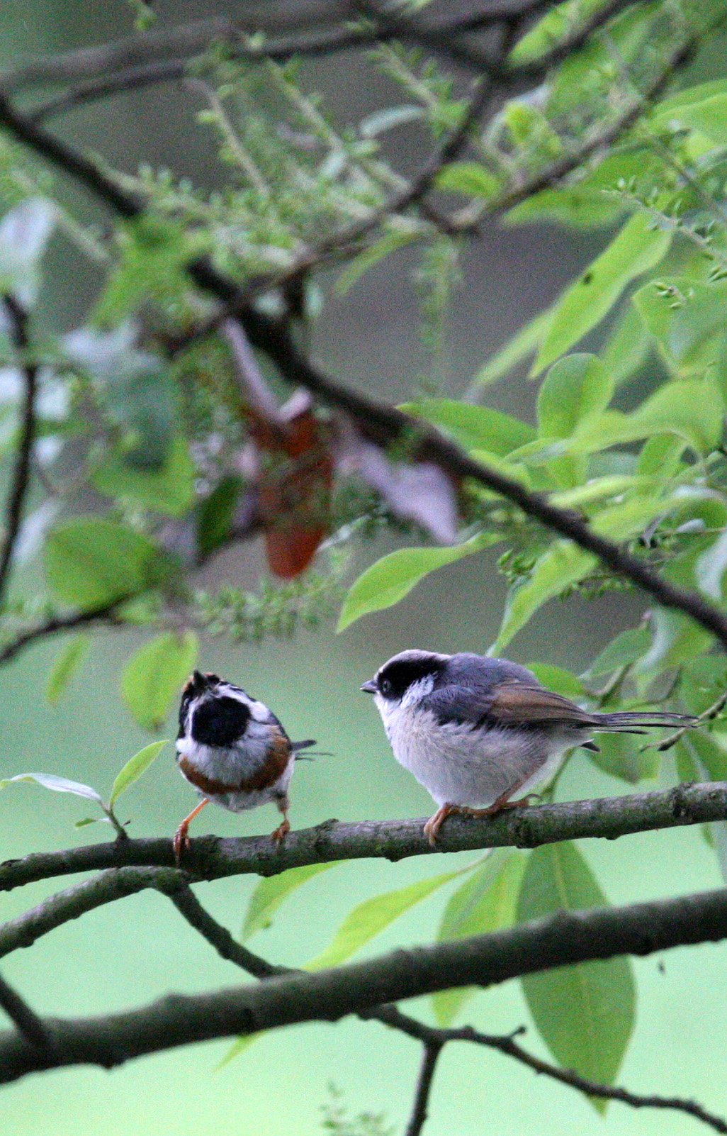 Black-throated Bushtit (Aegithalos concinnus) Hongcun Village, Anhui China (29).JPG