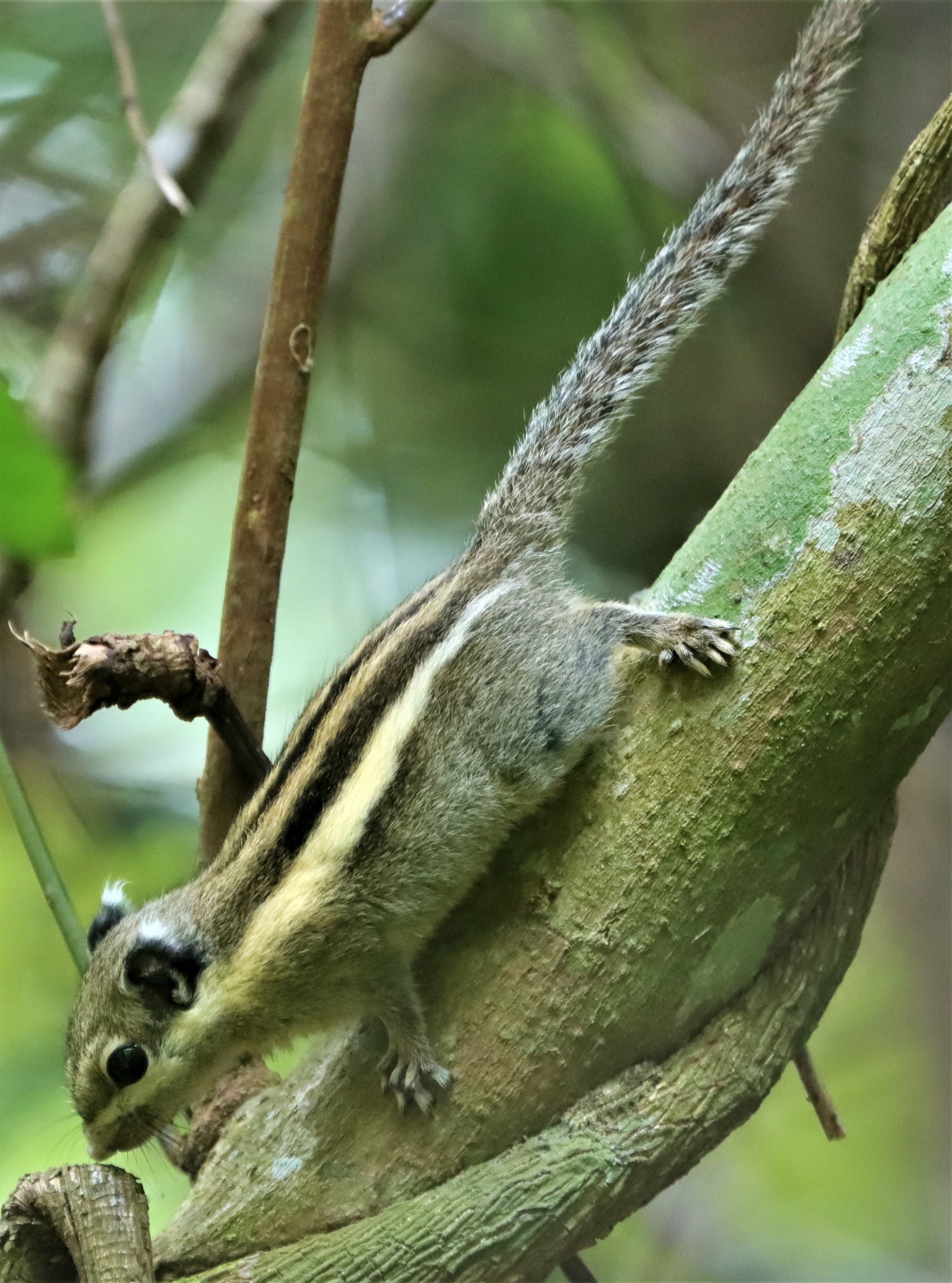 Tamiops mcclellandii - WESTERN STRIPED SQUIRREL - DOI INTHANON JULY 2 2021 (3).jpg