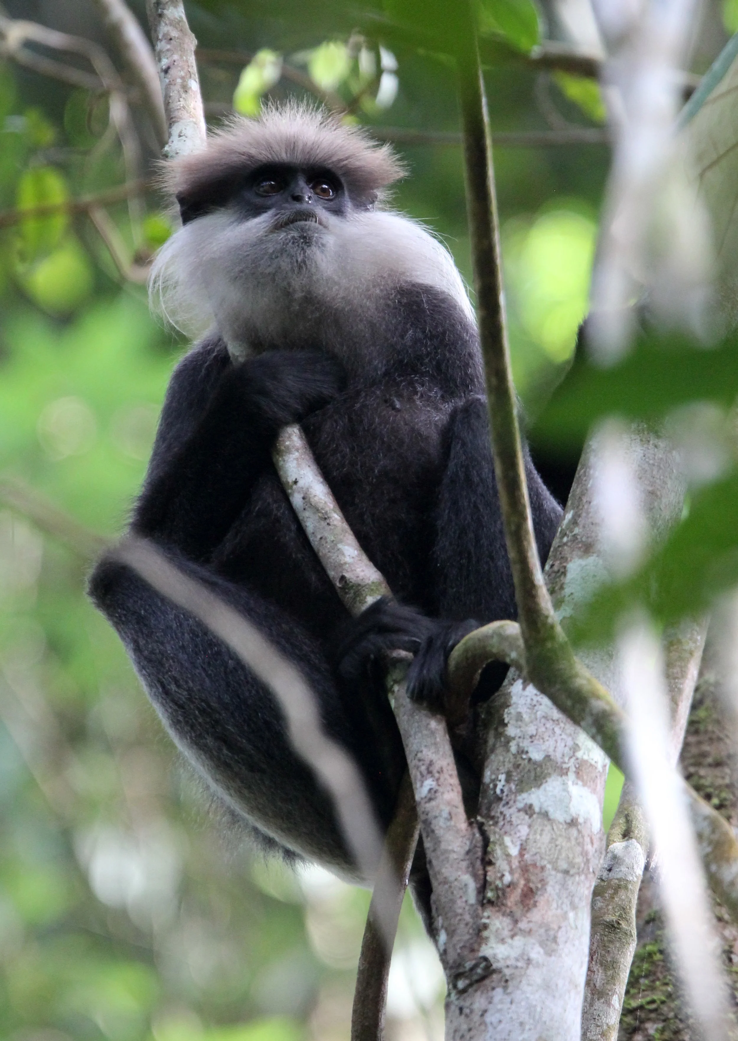 CERCOPITHECIDAE - Semnopithecus vetulus nestor - WET ZONE PURPLE-FACED LEAF MONKEY - SINGHARAJA NATIONAL PARK SRI LANKA (34).JPG