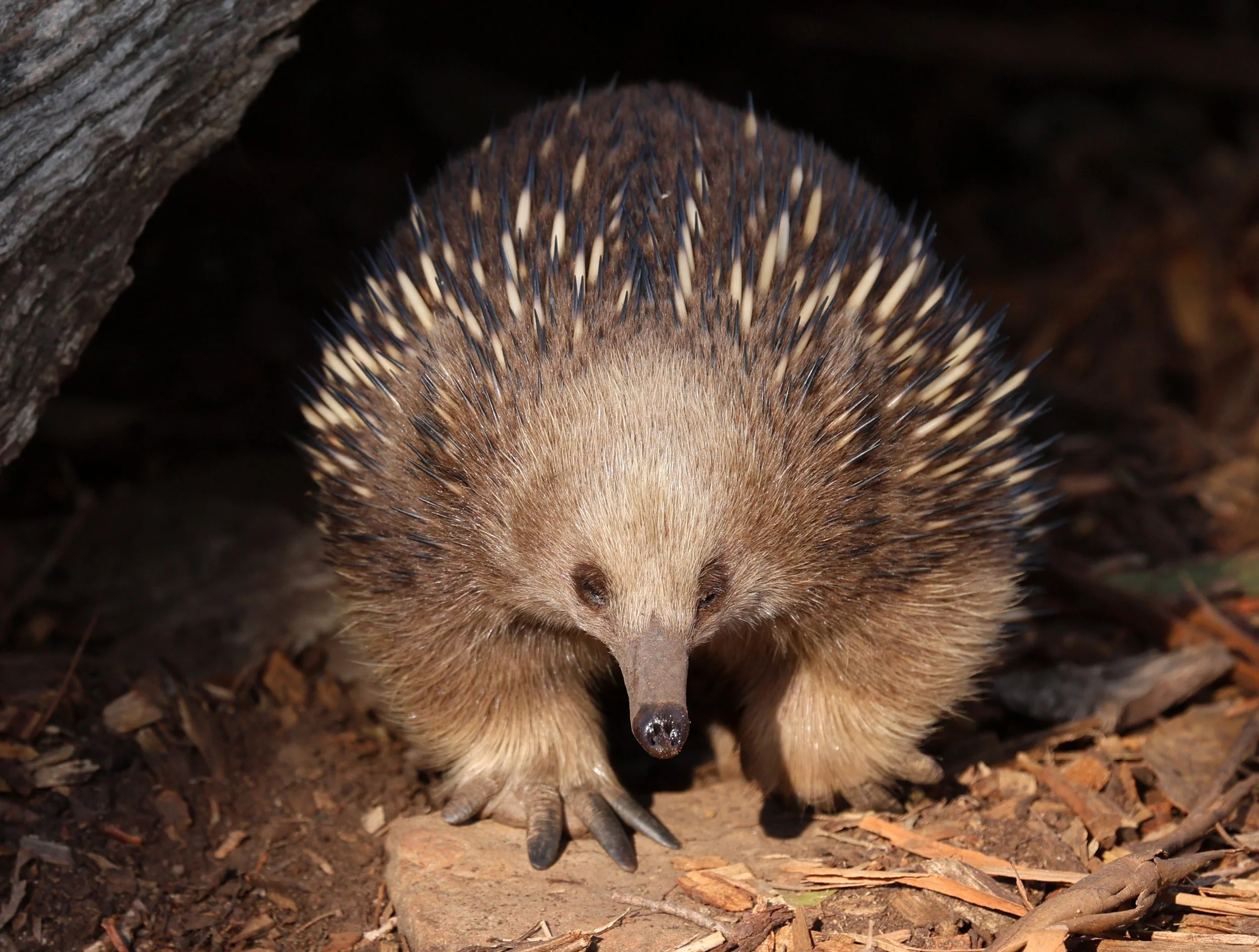 Tasmanian Short-beaked Echidna (Tachyglossus aculeatus setosus) Near Hobart Waterworks Reserve - Tasmania 