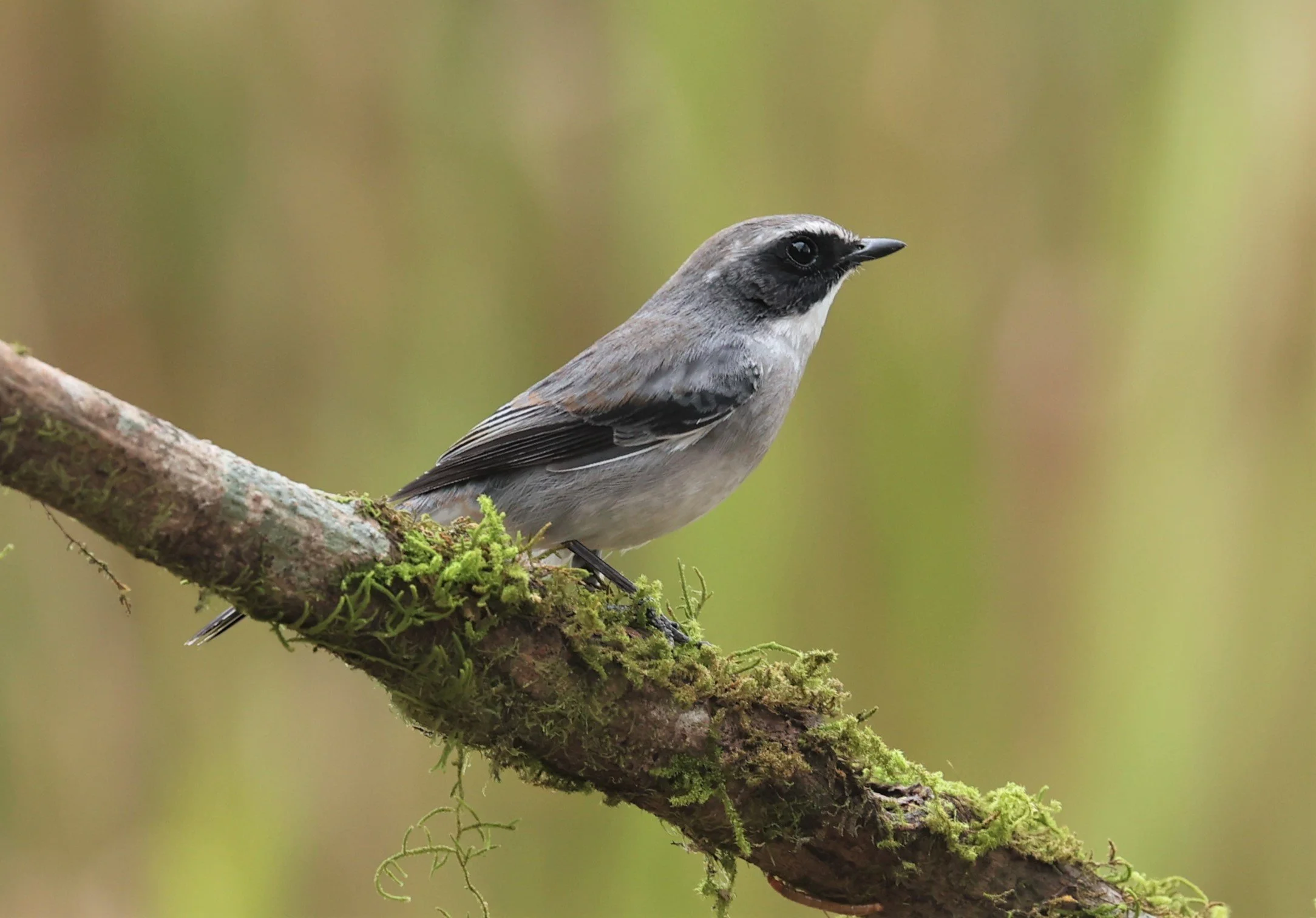 BUSH CHAT - GREY BUSH CHAT - Saxicola ferreus - DOI LANG WEST, DOI PHA HOM POK NP, CHIANG MAI DEC 2021 (27).jpg