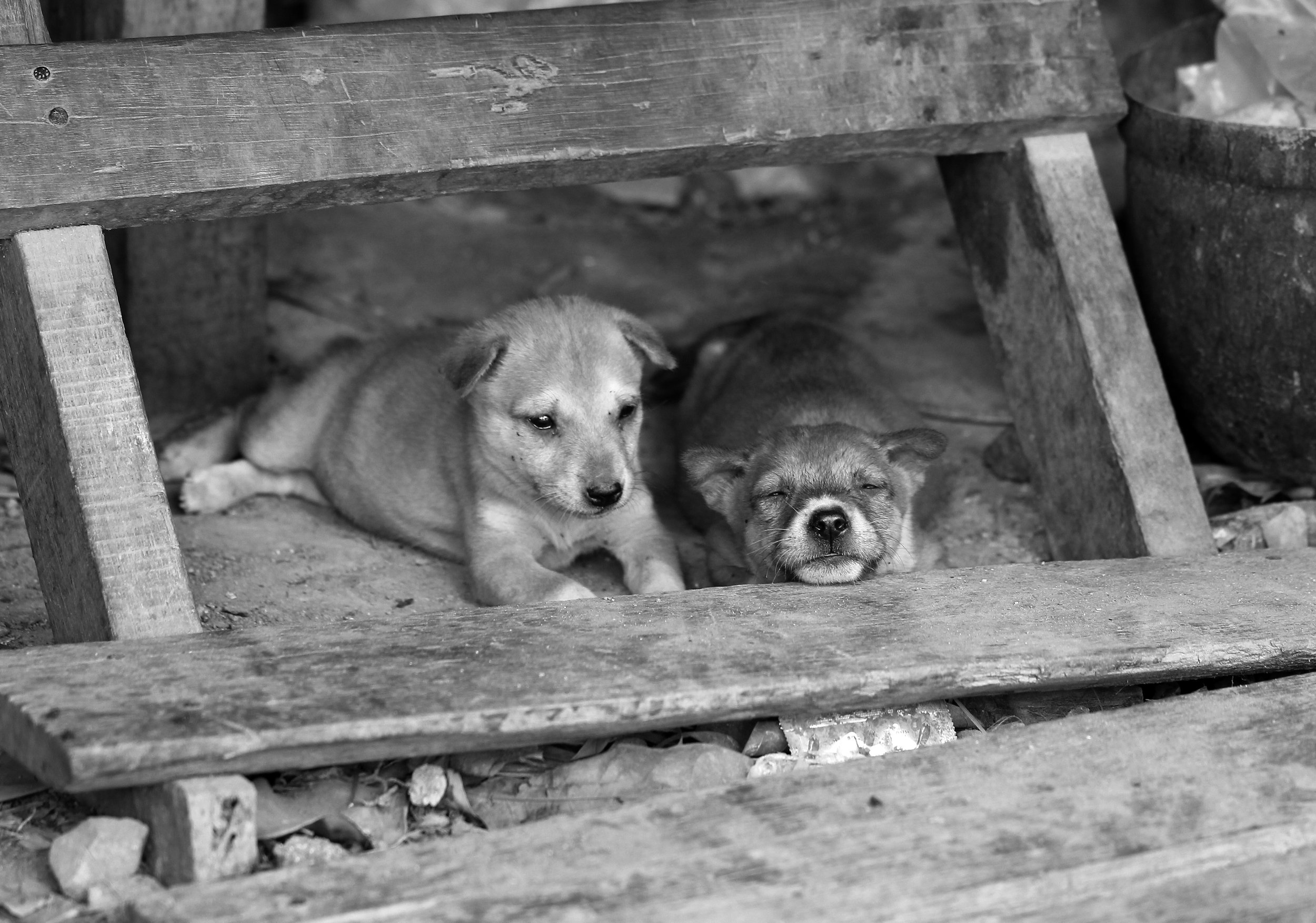 2015 Huai Mai Dee Huai Kha Khaeng Wildlife Refute (19).JPG