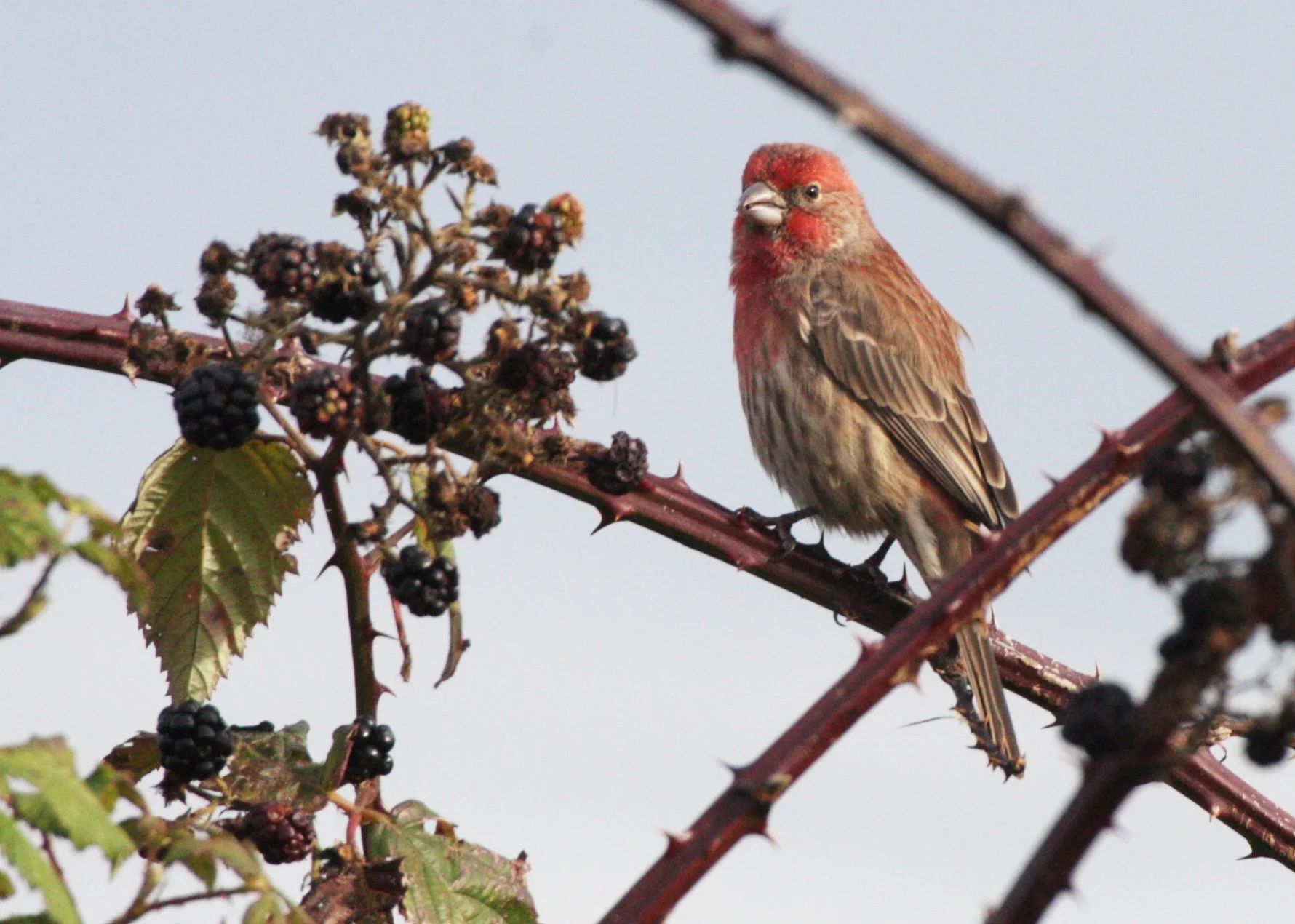 House Finch (Haemorhous mexicanus) Jamestown Washington (9).JPG