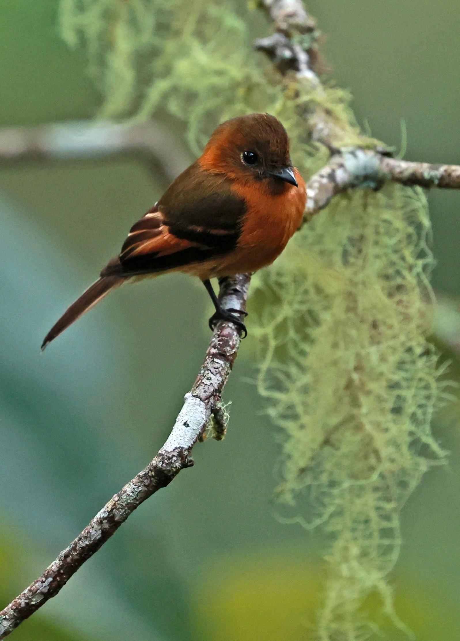 Flycatcher - Cinnamon Flycatcher - Pyrrhomyias cinnamomeus - San Isidro Lodge, Eastern Andes, Ecuador (5).jpg