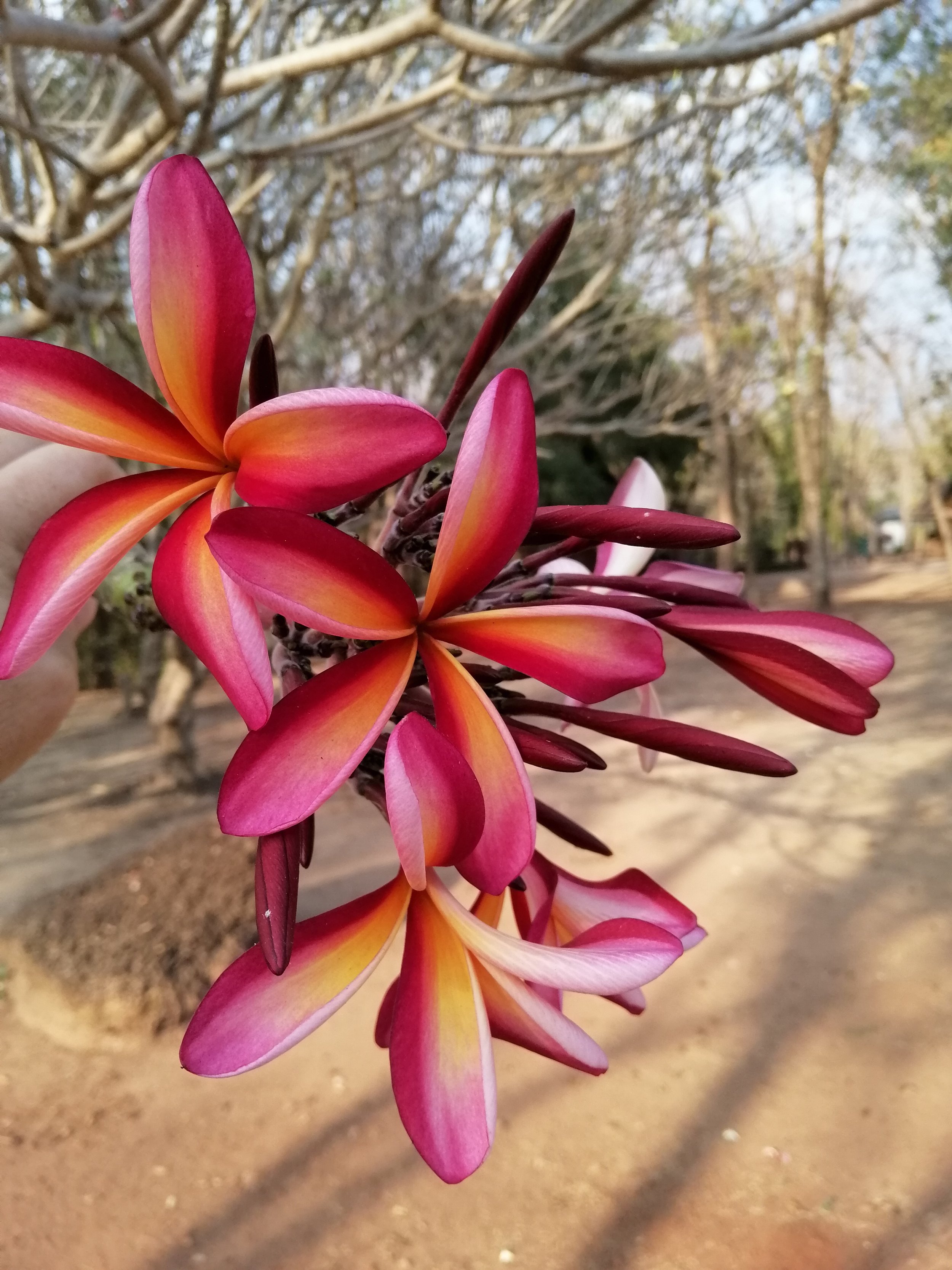 Red Frangipani (Plumeria rubra) is a deciduous plant species belonging to the genus Plumeria. Originally native to Mexico, Central America, Colombia and Venezuela, it has been widely cultivated in subtropical and tropical climates worldwide and is a 
