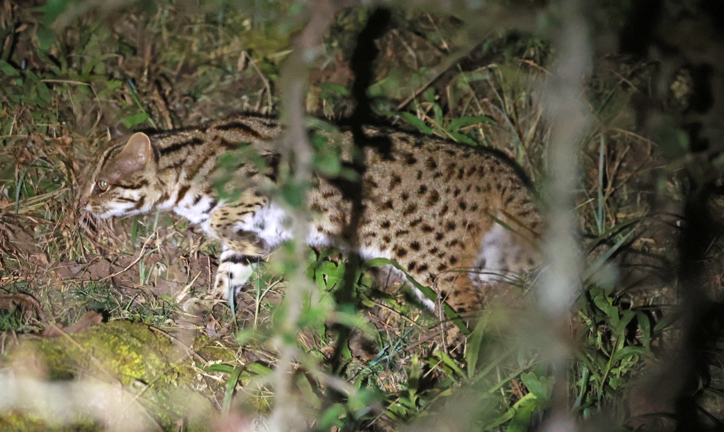 Mainland Leopard Cat (Prionailurus bengalensis) Tangjiahe National Nature Reserve, Sichuan China (26).jpg