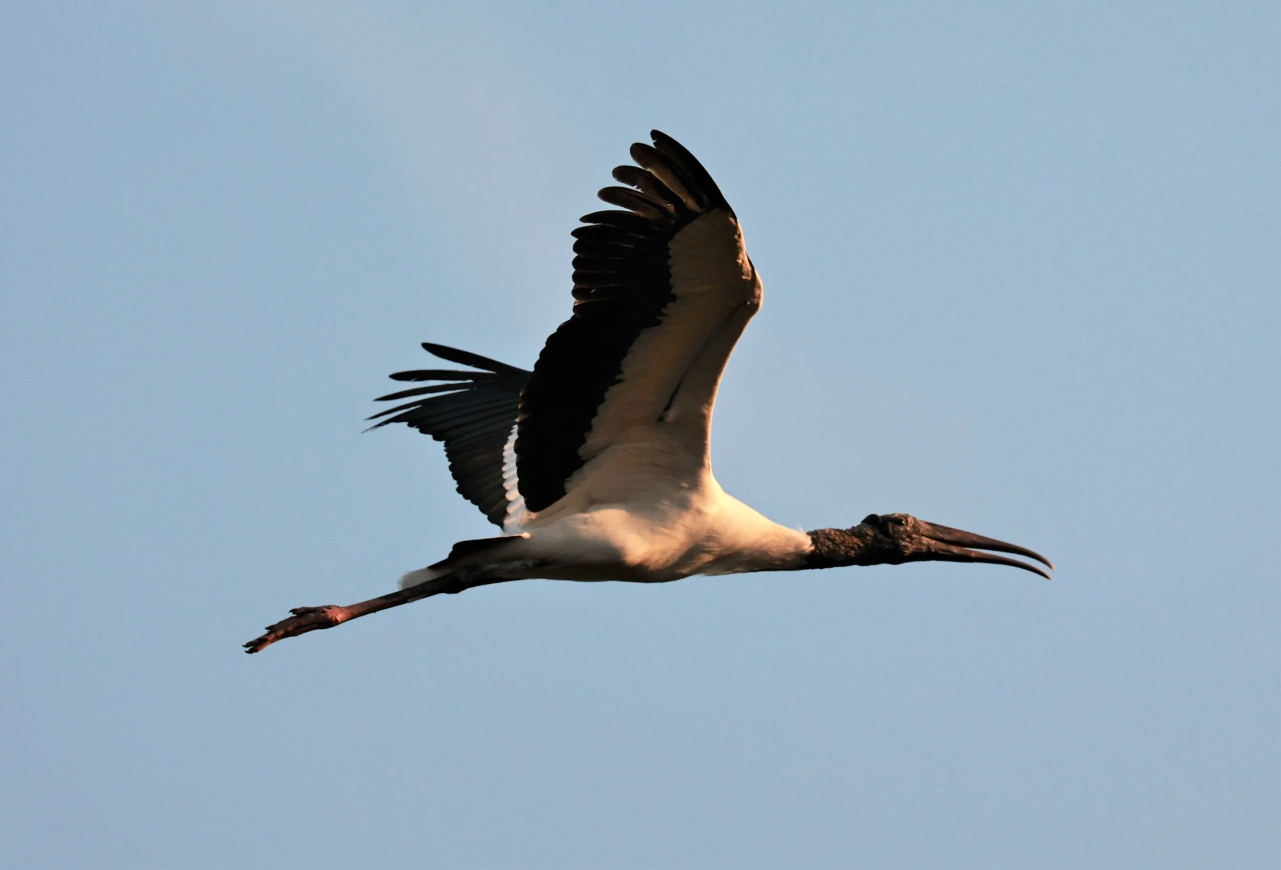 Stork - Wood Stork - Mycteria americana - Porto Alegre Lodge, Pantanal (4).JPG