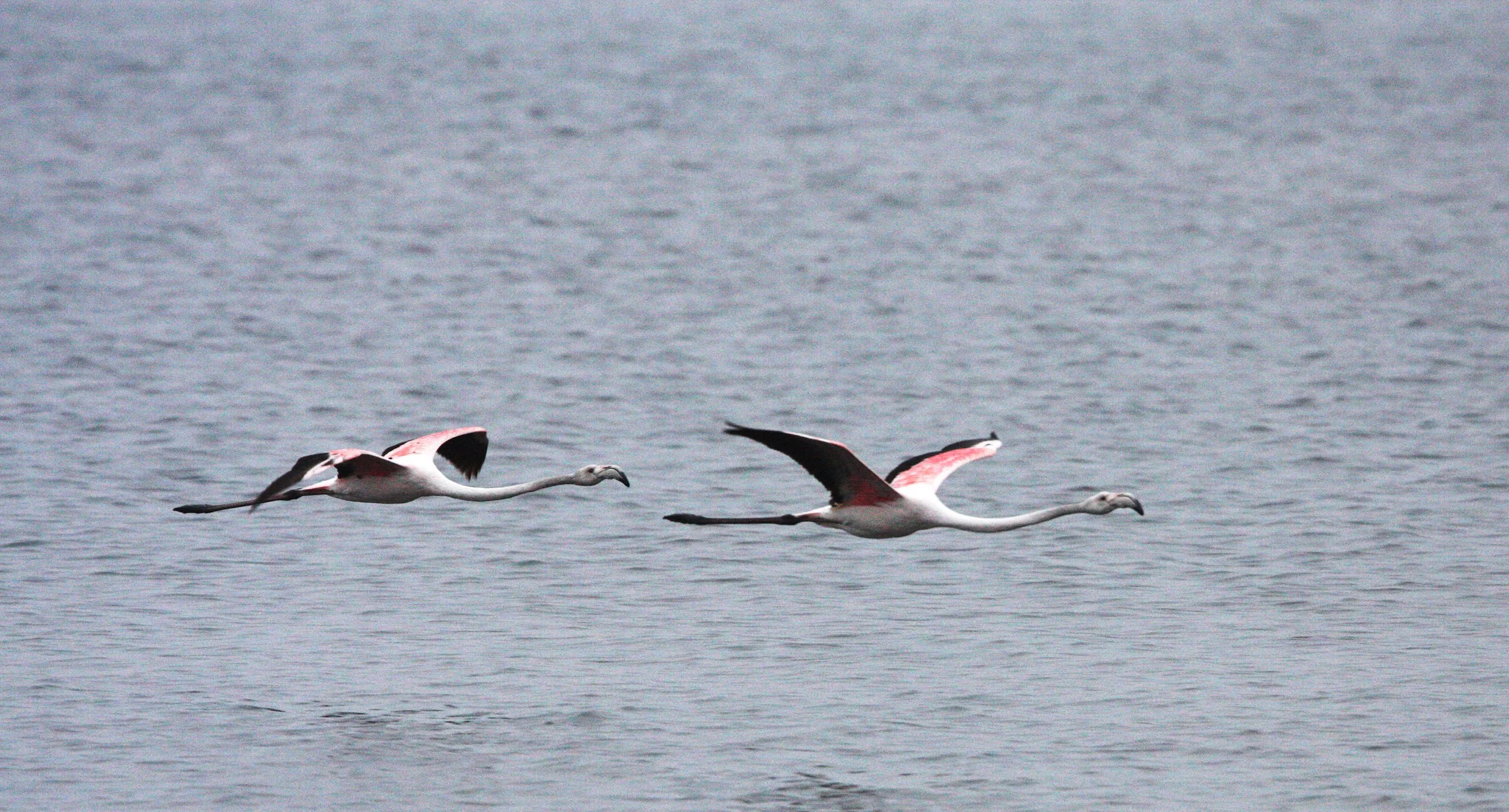 Phoenicopterus roseus - Greater Flamingo - Walvis Bay Namibia (57).JPG