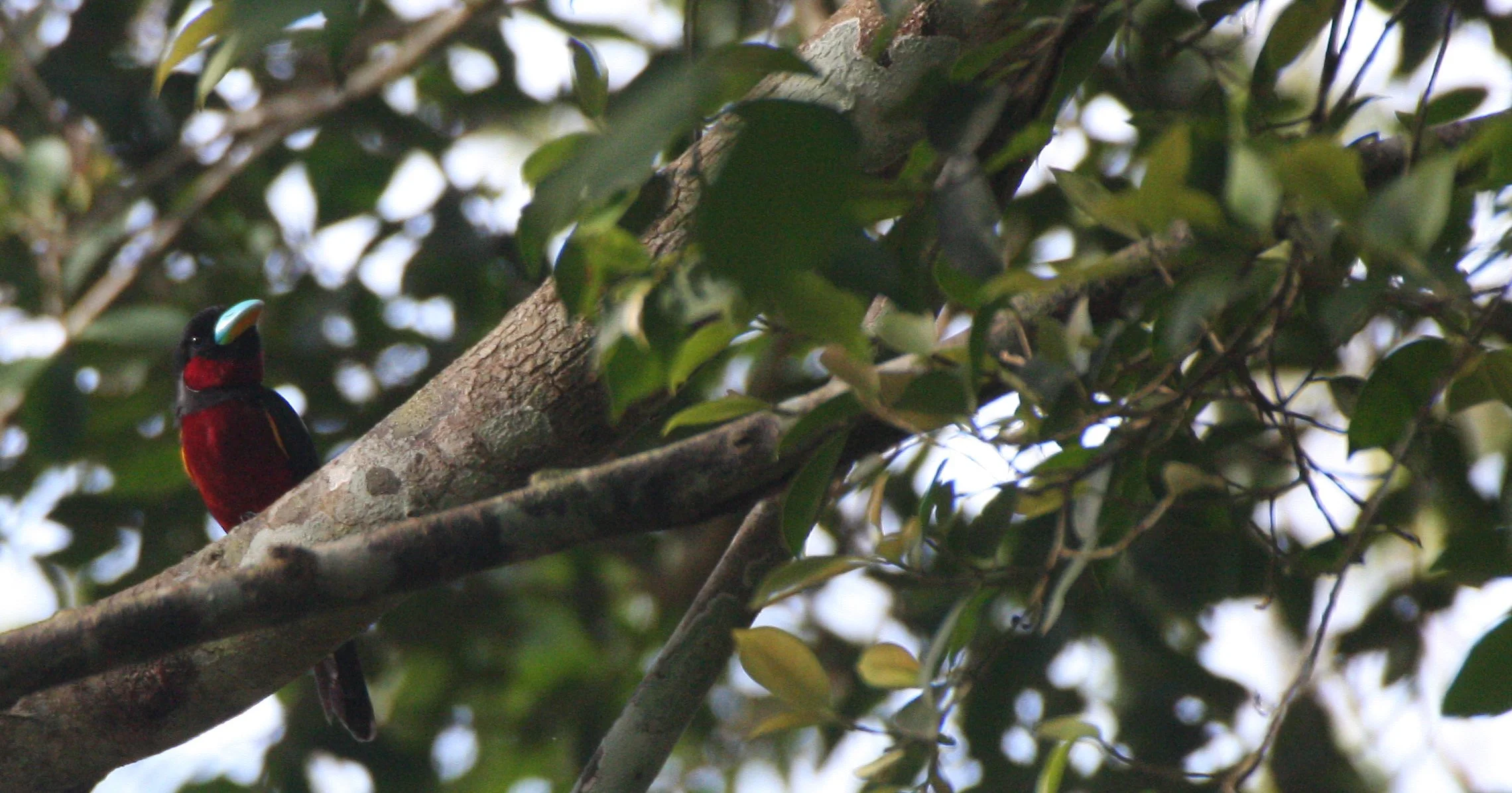 BROADBILL - BLACK AND RED BROADBILL - Cymbirbynchus macrorhynchus - KAENG KRACHAN NP THAILAND (24).JPG