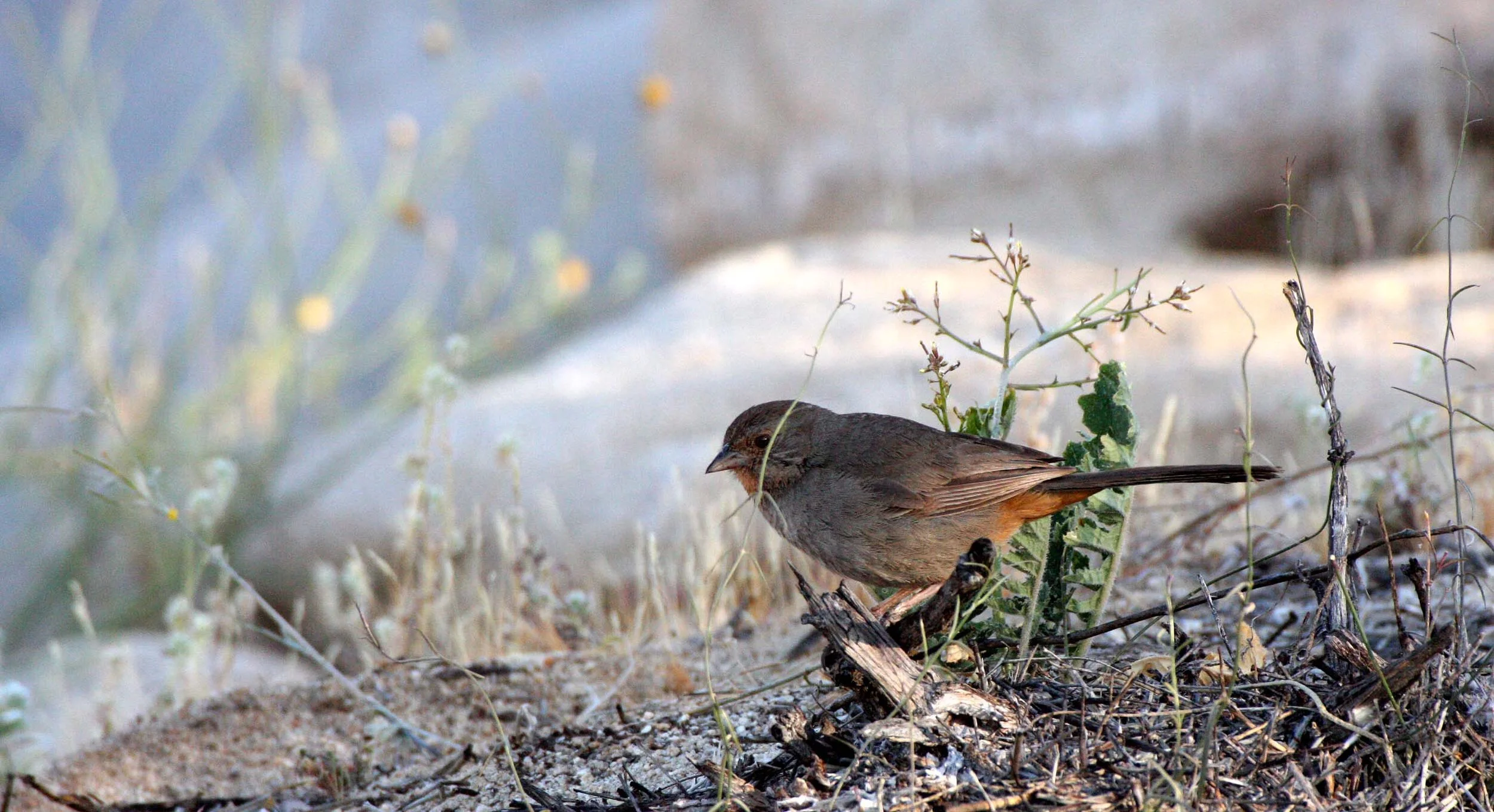 California Towhee (Pipilo crissalis) Catavina Desert Baja Mexico (9).JPG