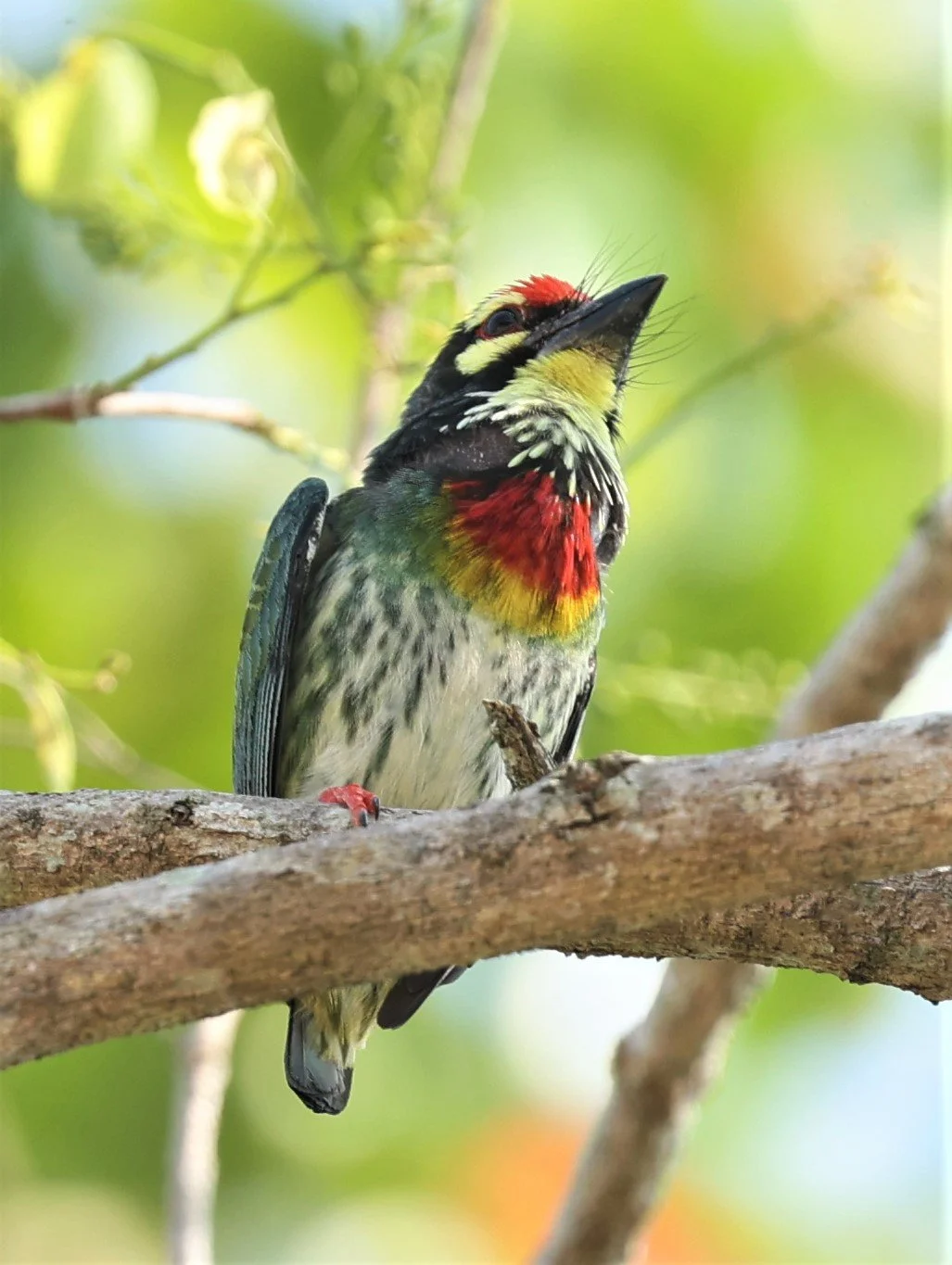 BARBET - COPPERSMITH BARBET - Megalaima haemacephala - KRUNG CHING, KHAO LUANG NP NST, APRIL 2022 (6).jpg