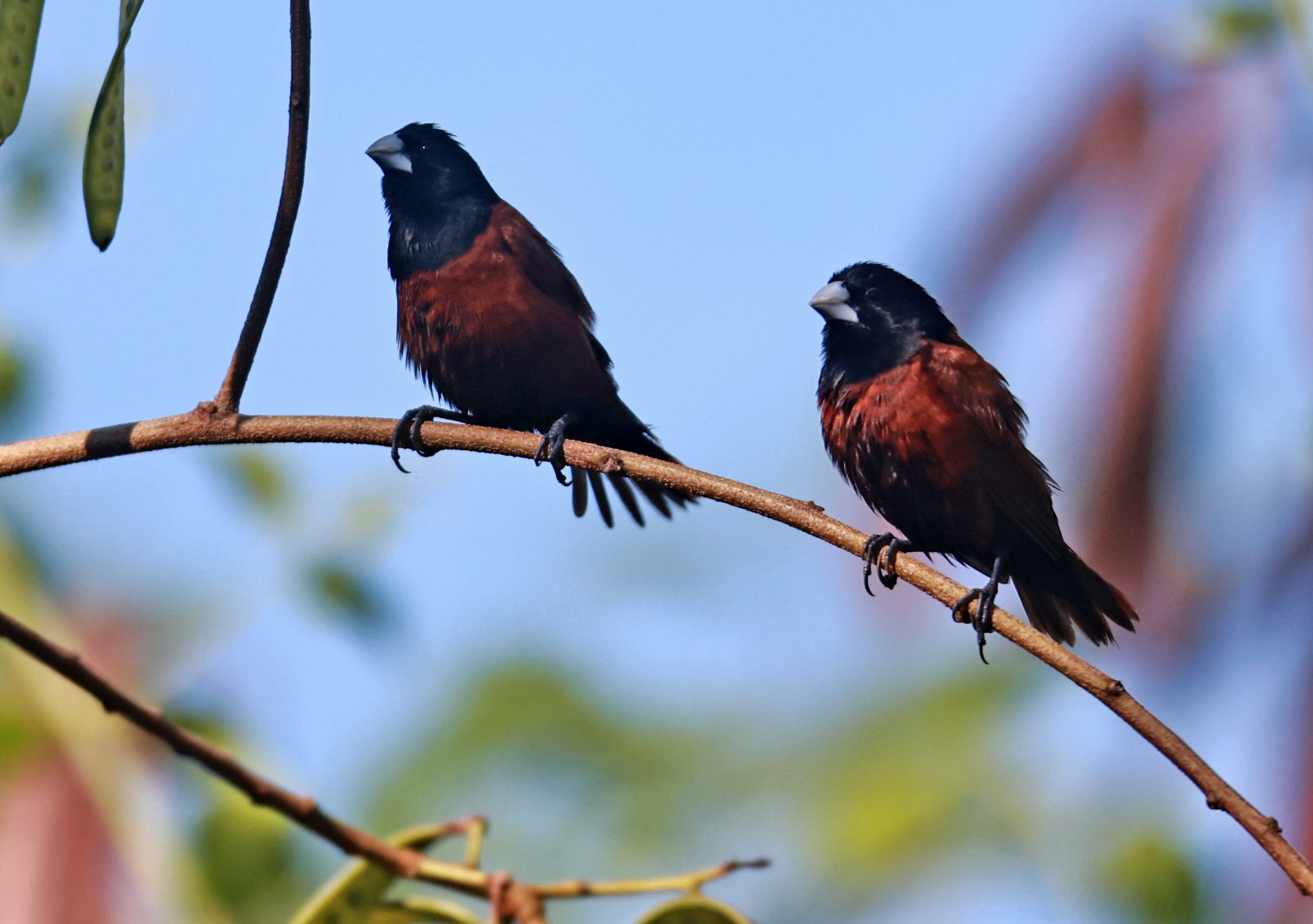Munia - Black-headed Munia - Lonchura malacca - Bang Pu Mangrove Forest Reserve, Samut Prakan March 30, 2024 (100).jpg
