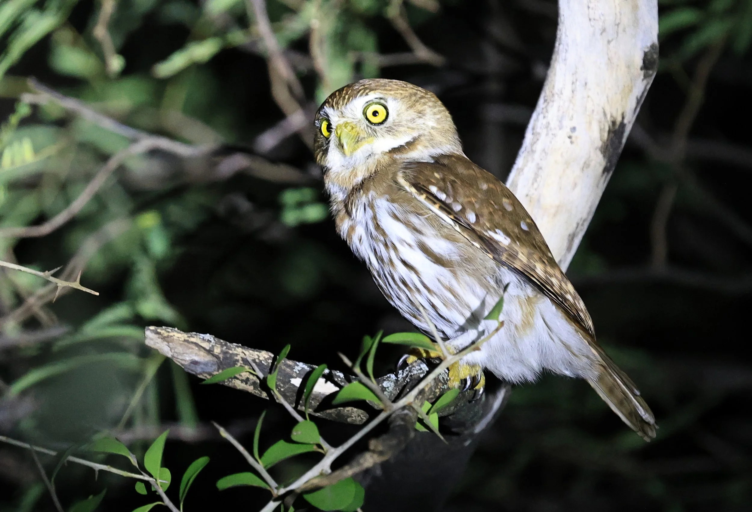 Ferruginous Pygmy-Owl (Glaucidium brasilianum) Reserva Nueland  Selva Serena (70).jpg