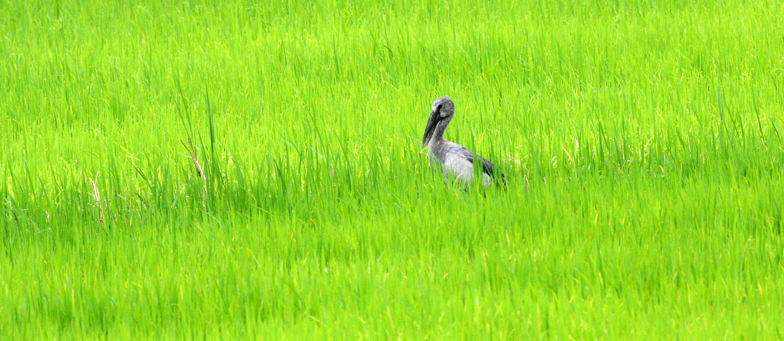 STORK - ASIAN OPENBILL - Anastomus oscitans - KAENG KRACHAN VICINITY (1).JPG