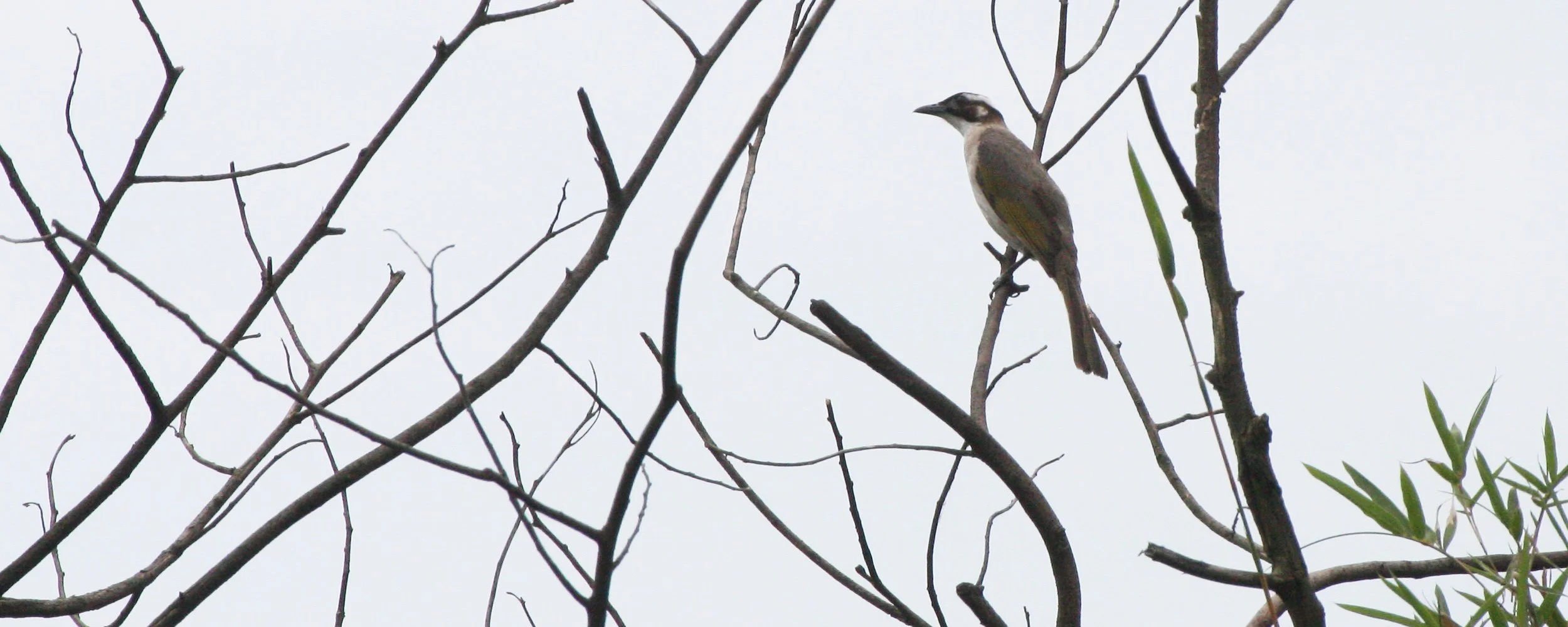 BIRD - JAY SPECIES POSSIBLY - TAIWAN  (4).JPG
