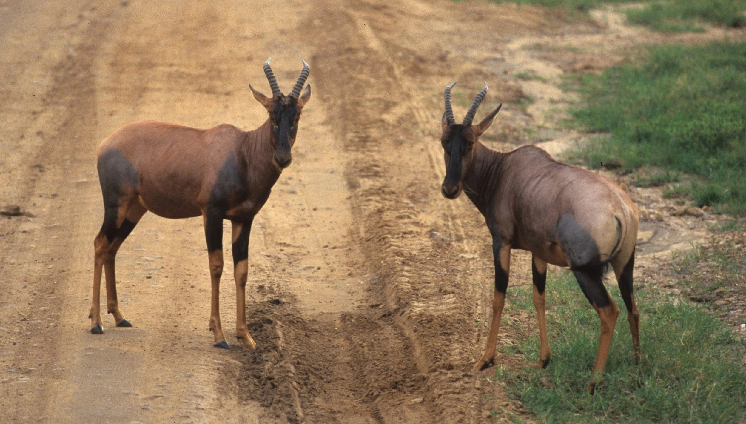 BOVID - TOPI - SERENGETI (7).jpg