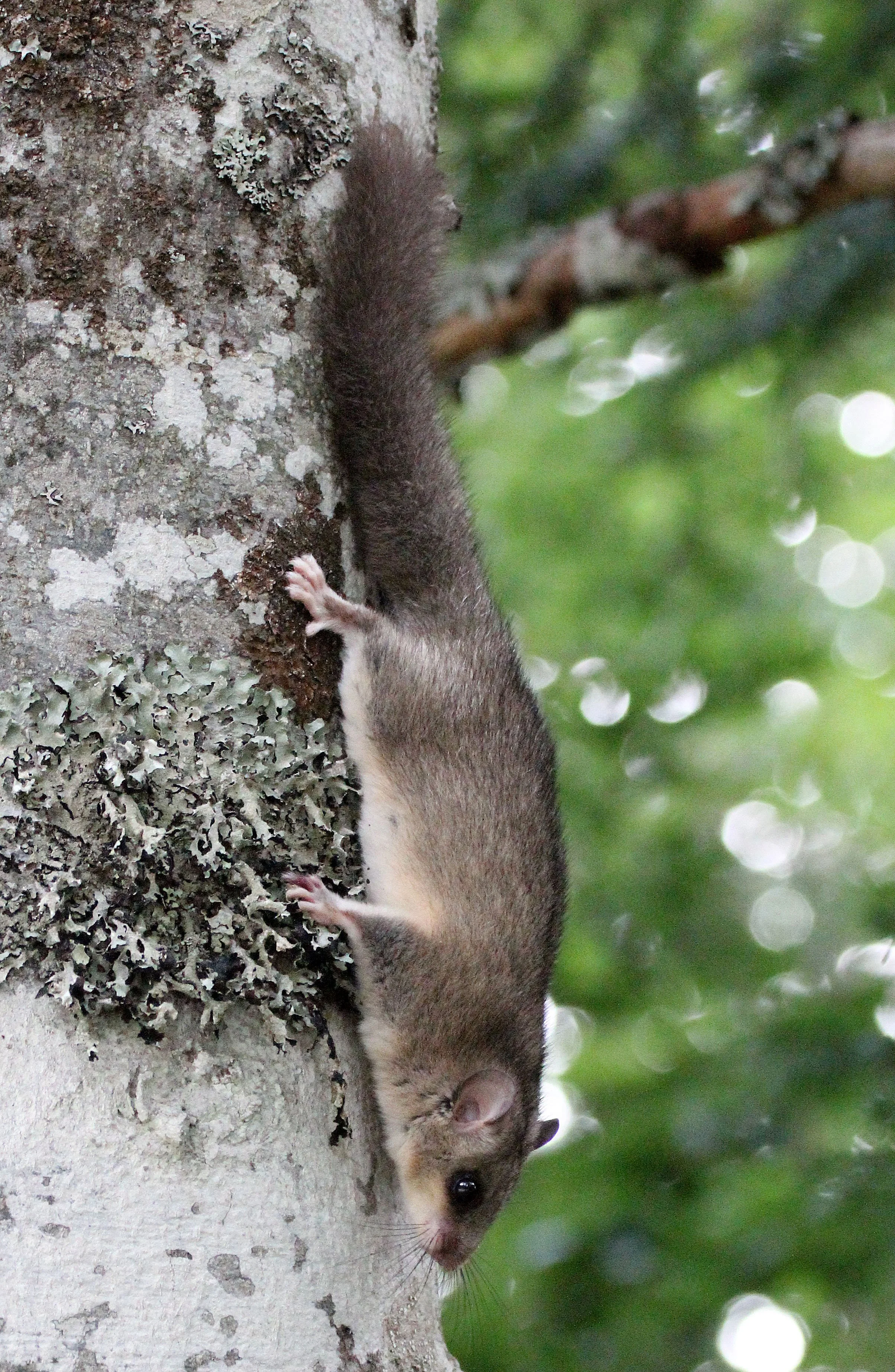 Glis glis - FAT OR EDIBLE DORMOUSE -VERCORS NATIONAL PARK FRANCE (33).JPG