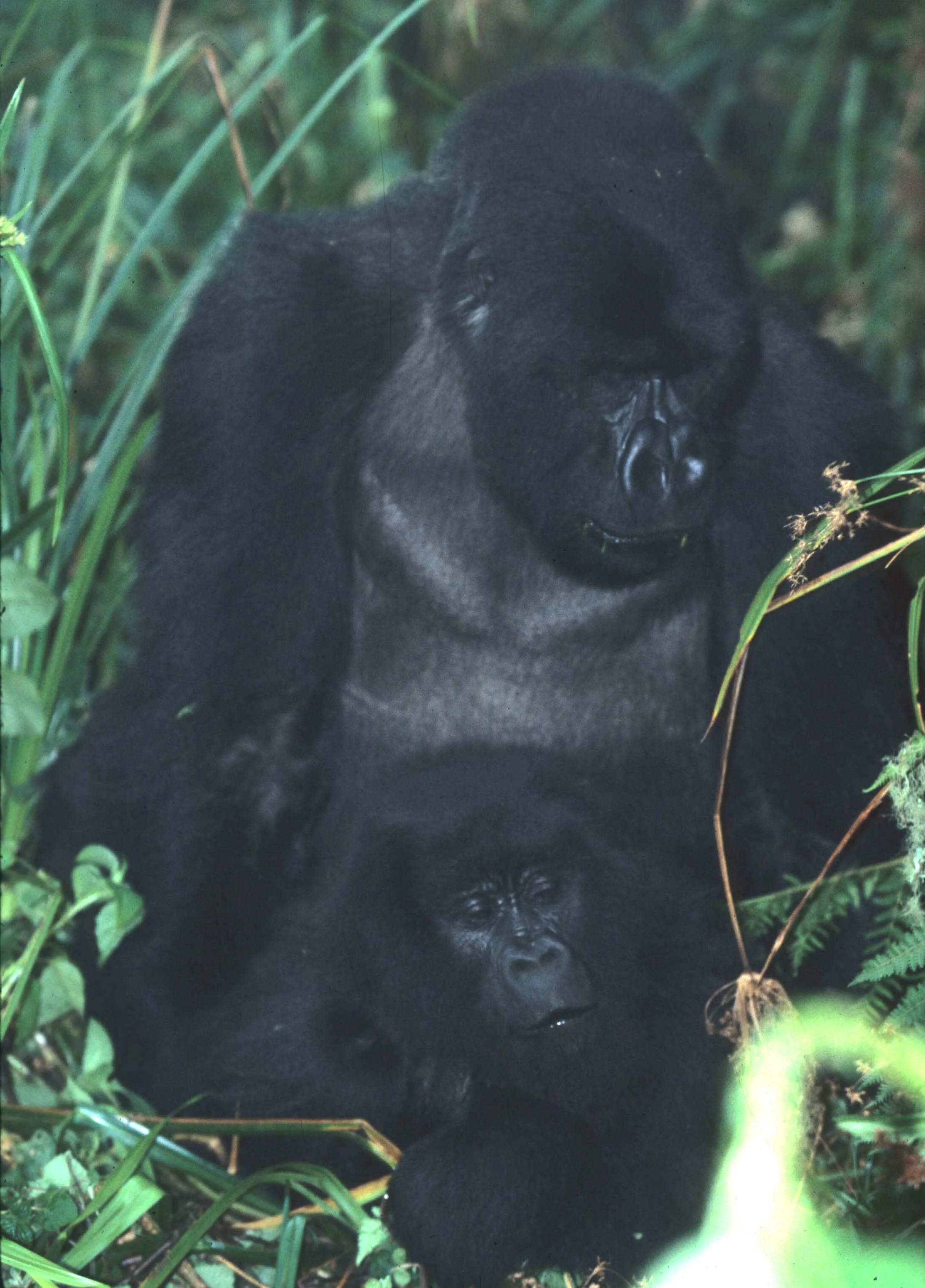 PRIMATE - GORILLA-RWANDA PARC DU VULCANS (40).jpg
