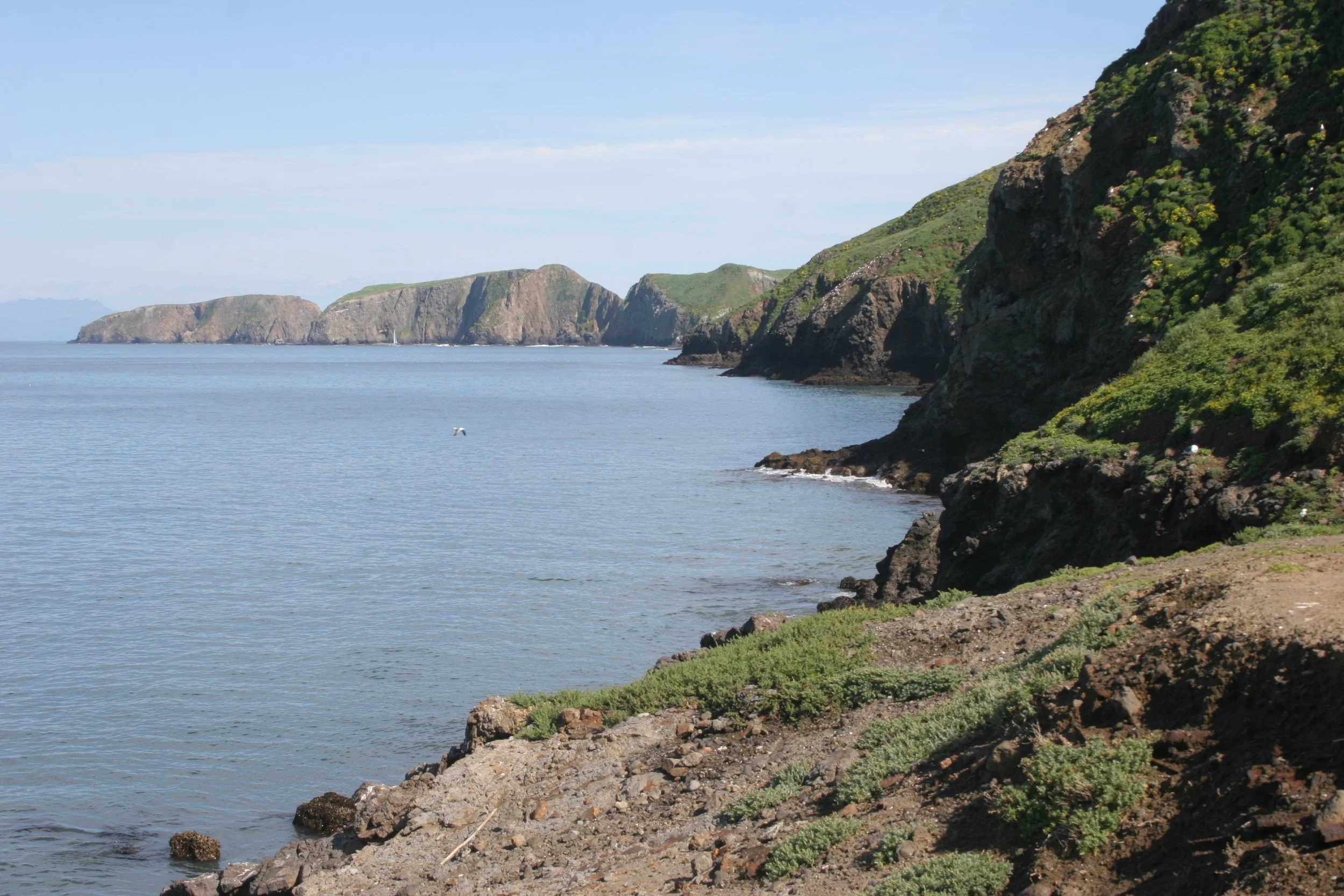 CALIFORNIA - CHANNEL ISLANDS NP - ANACAPA ISLAND (4).jpg