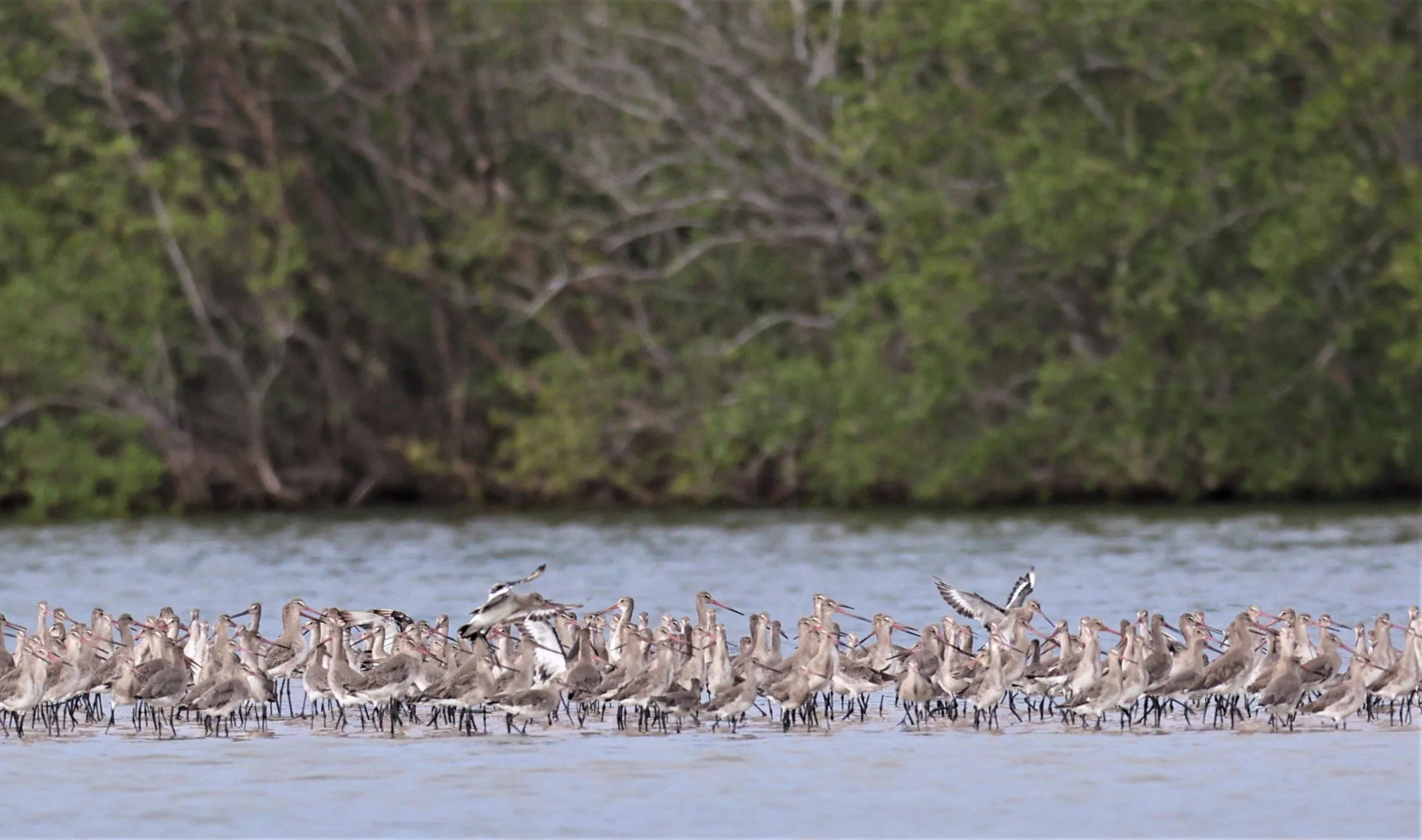GODWIT - BLACK-TAILED GODWIT - Limosa limosa - BANG PU MANGROVE FOREST RESERVE SEP 21 21 (8).jpg