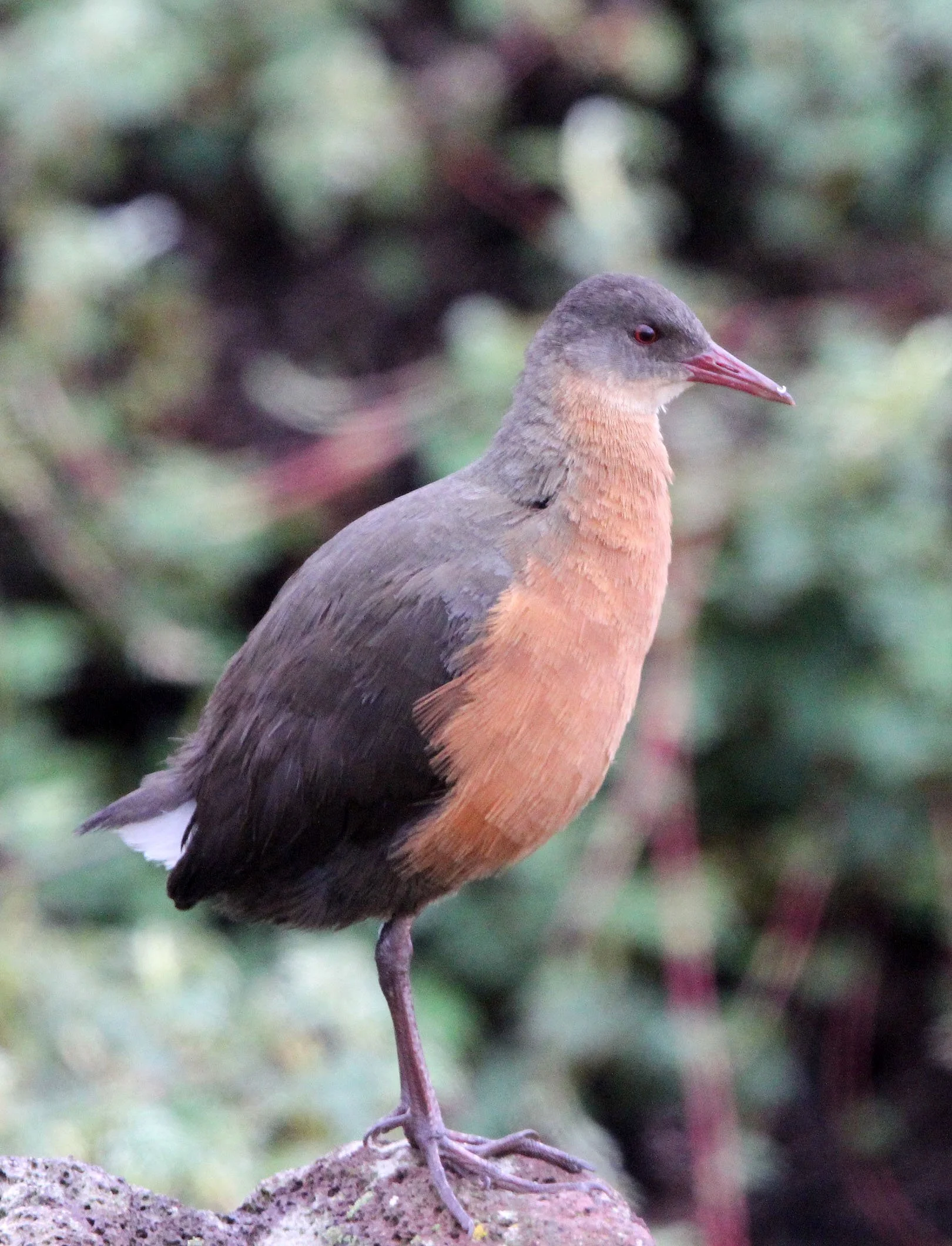 Rouget's Rail (Rougetius rougetii) Bale Mountains NP Ethiopia (5).JPG