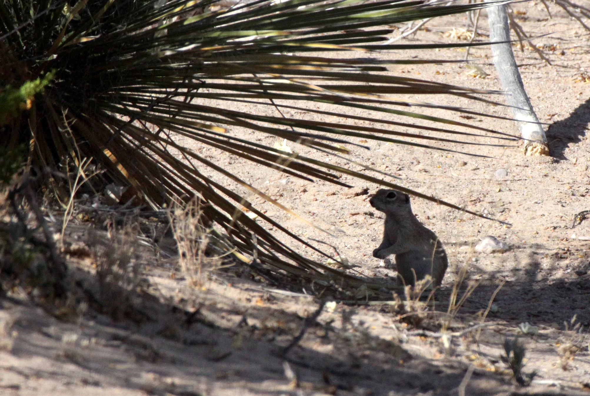 Xerospermophilus spilosoma - SPOTTED GROUND SQUIRREL - LAS CRUCES NEW MEXICO - NMSU CAMPUS SOUTH SIDE (7).JPG