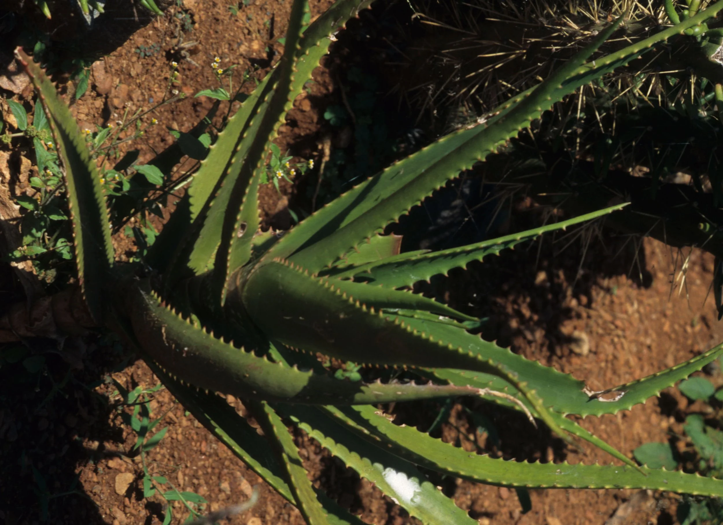 KENYA - EUPHORB A.jpg