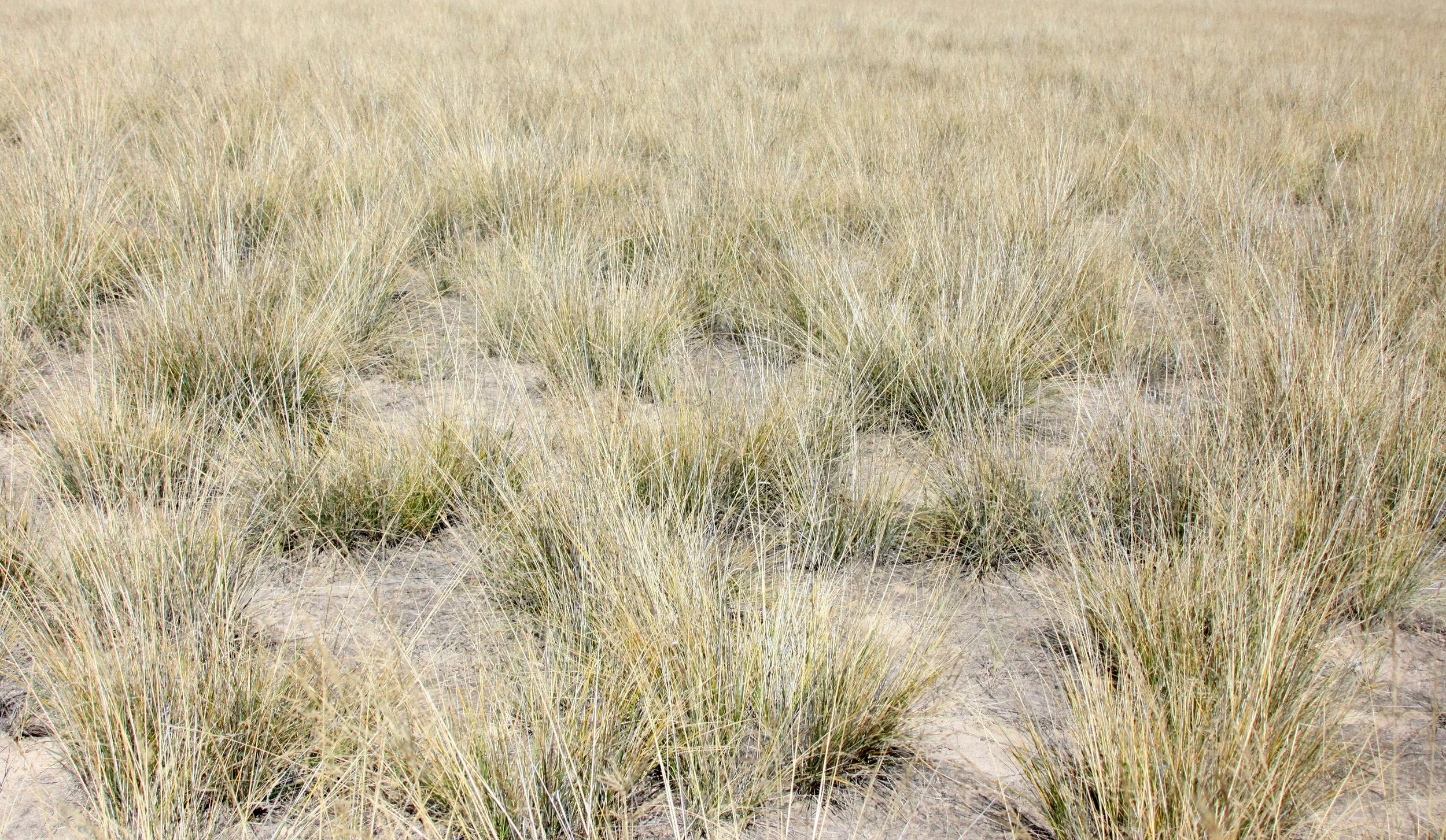 CHAKA SALT LAKE AND VICINITY CHINA (26).JPG