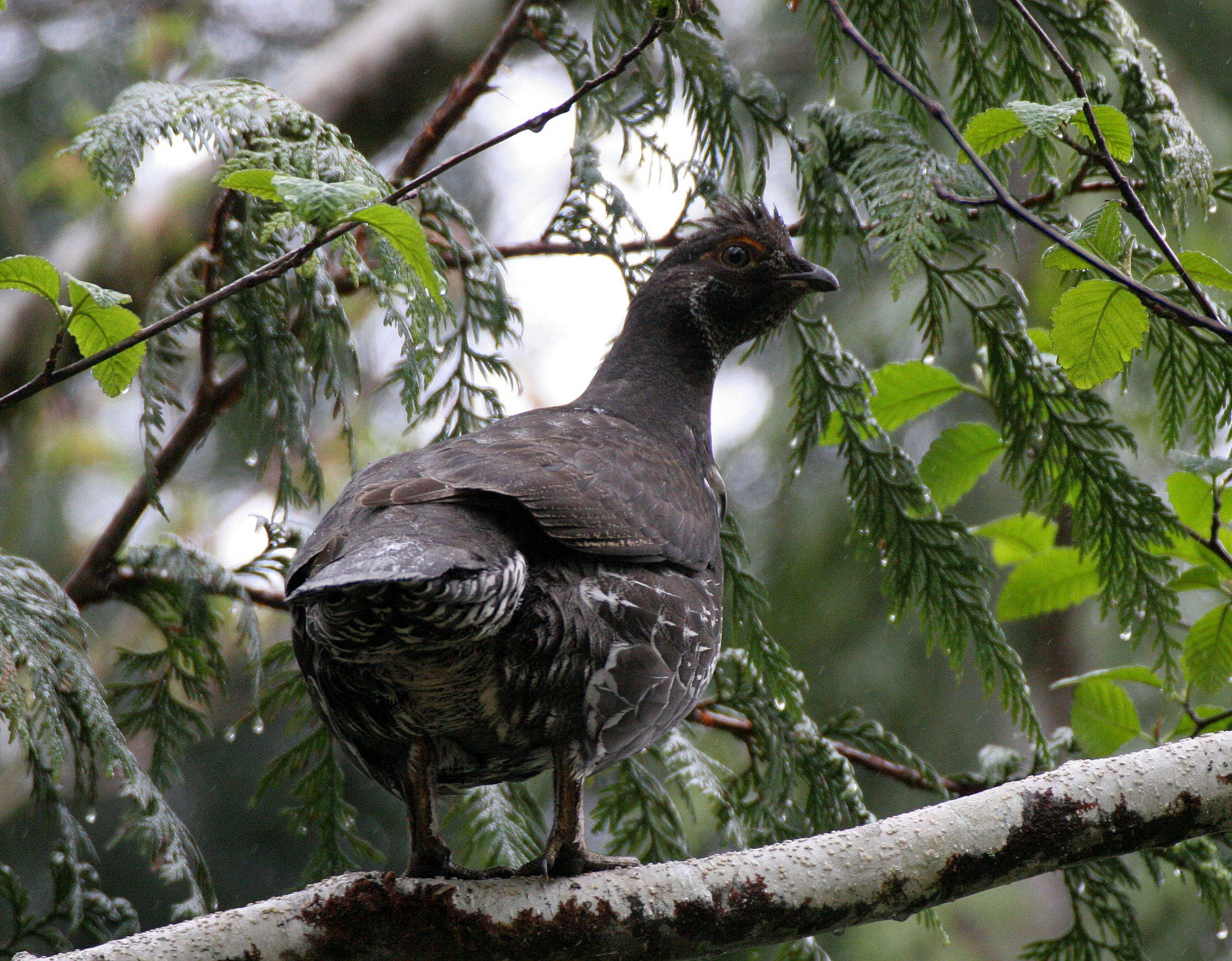BIRD - GROUSE - BLUE GROUSE - DUNCAN CEDAR TREE ROAD - HOH RIVER VALLEY WA (48).JPG