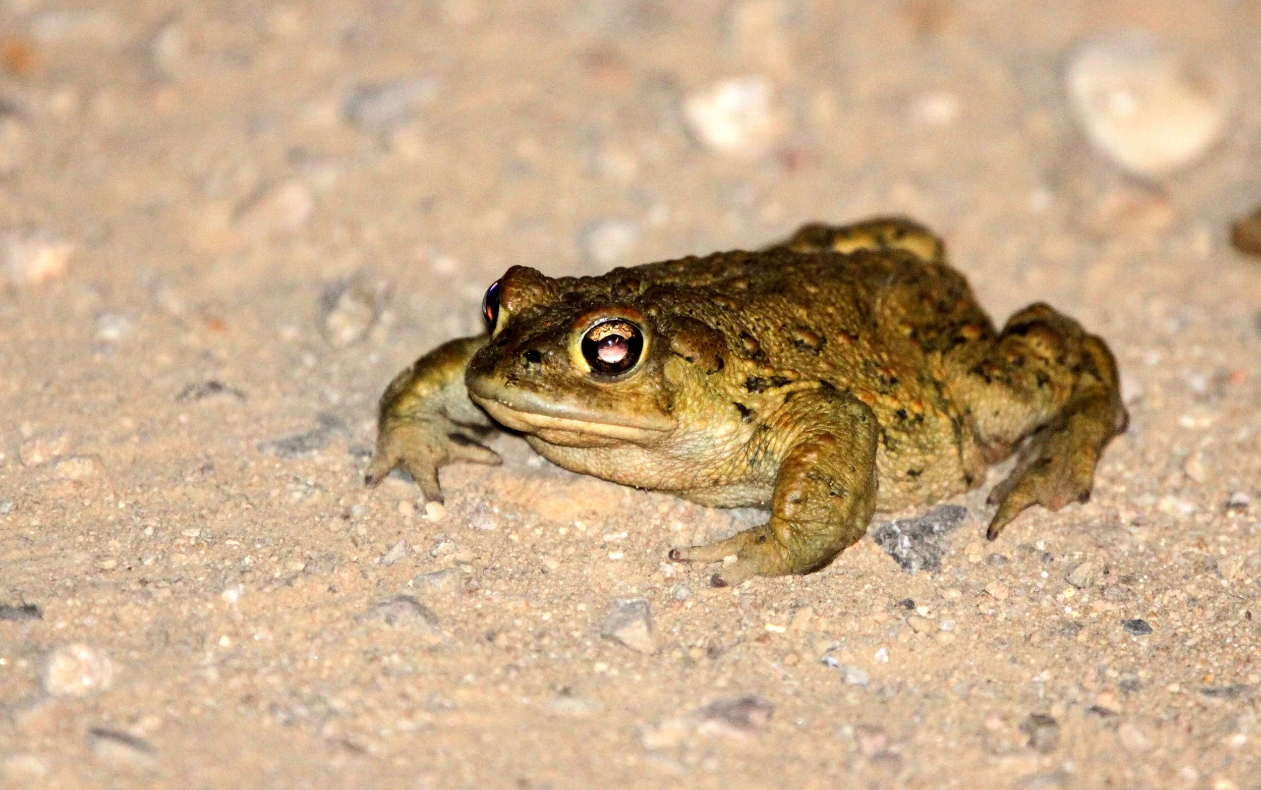 AMPHIBIAN - TOAD - CALIFORNIA TOAD SPECIES - RODENT - KANGAROO RAT - GIANT KANGAROO RAT - CARRIZO PLAIN NATIONAL MONUMENT (4).JPG