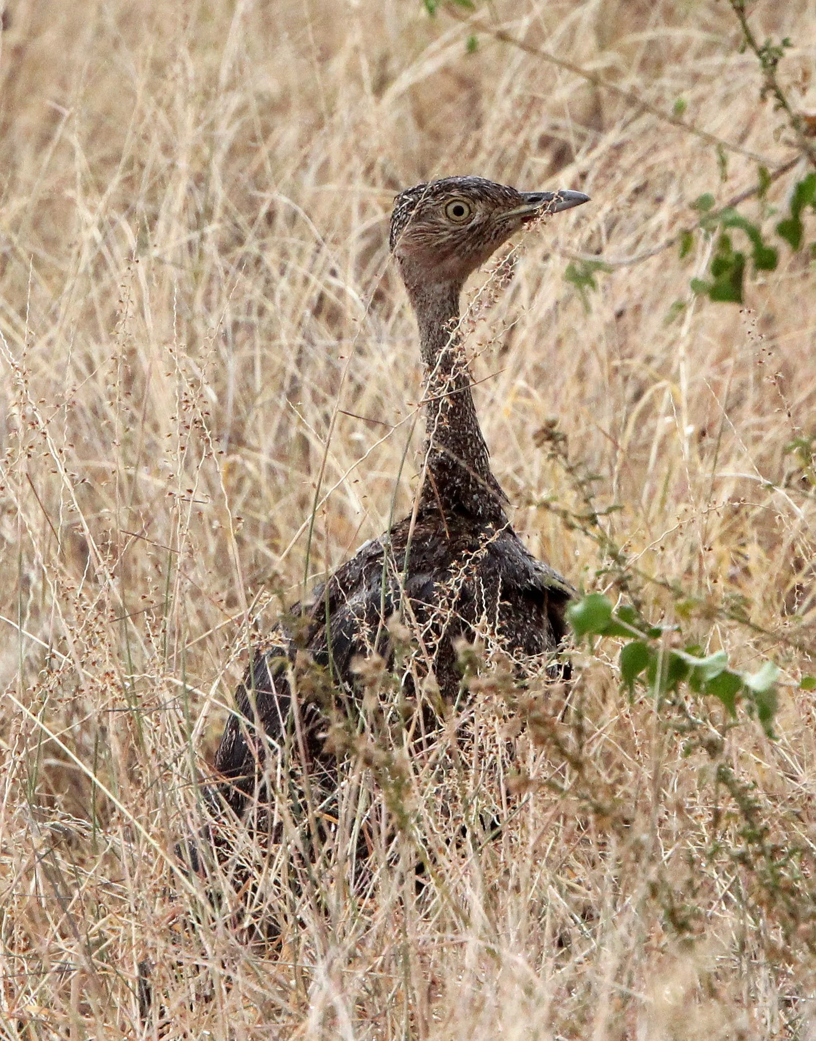 Black-bellied Bustard (Lissotis melanogaster) Samburu Kenya.JPG