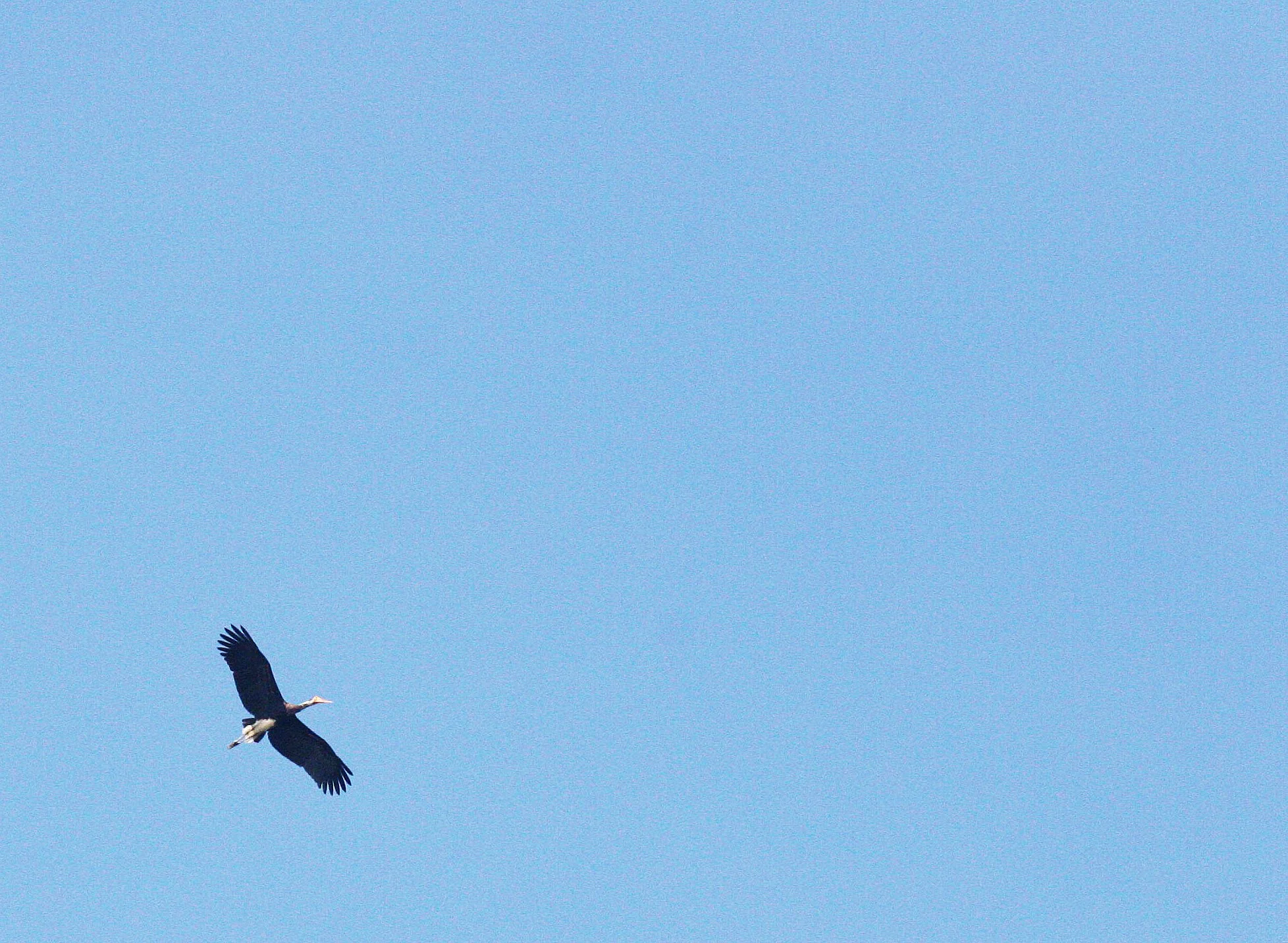 STORK - STORM'S STORK - Ciconia stormi - KINABATANGAN RIVER BORNEO (33).JPG