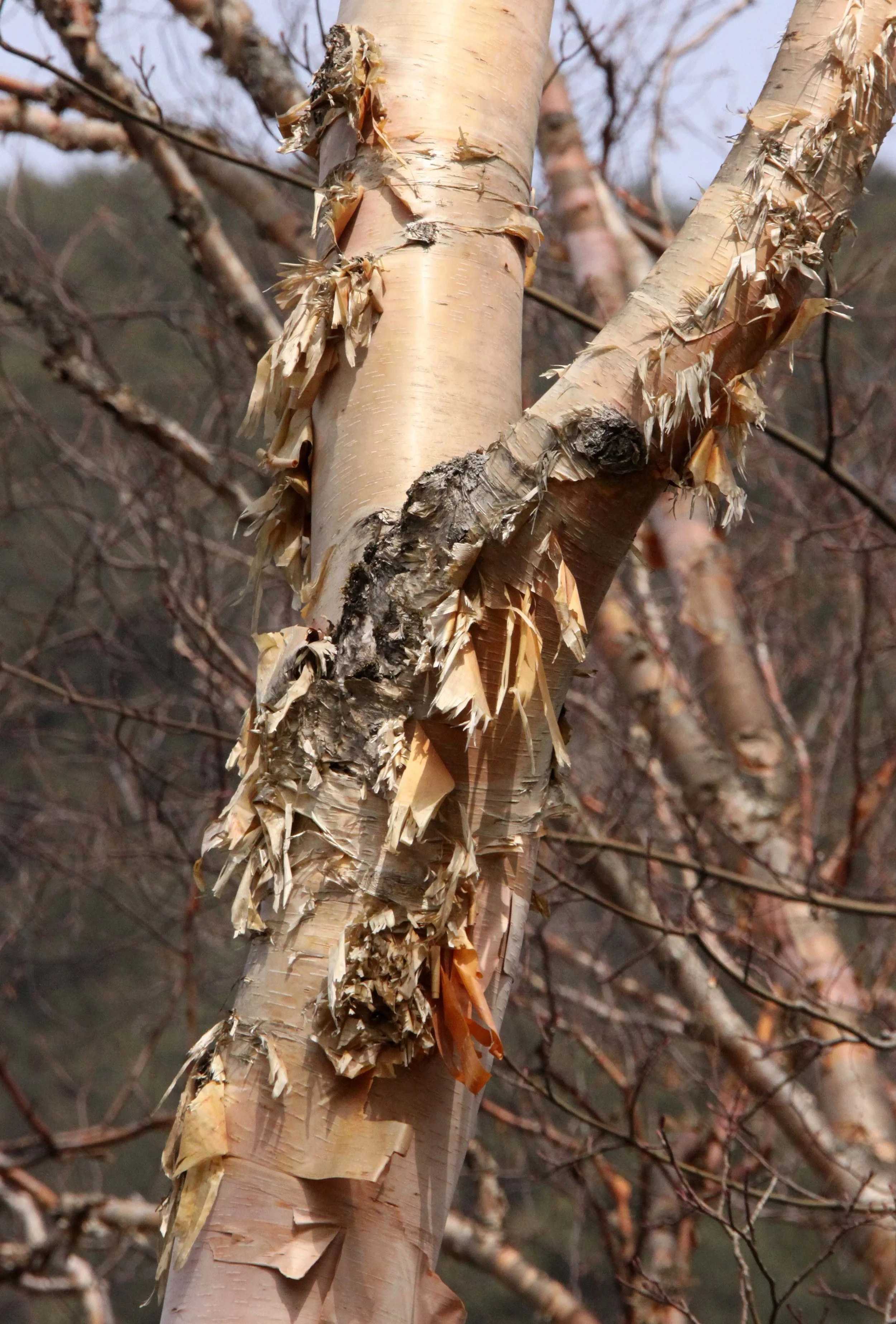 FOPING NATURE RESERVE - SHAANXI PROVINCE CHINA (262).JPG