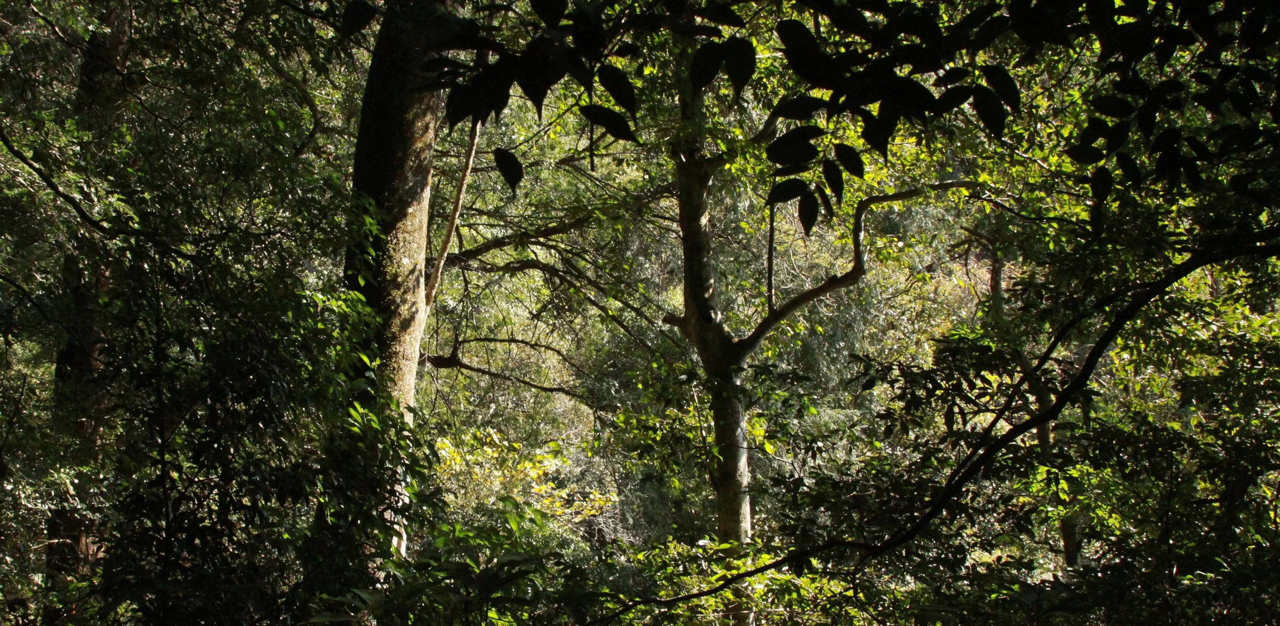 CHINESE YEW RESERVE - FUJIAN CHINA (3).JPG