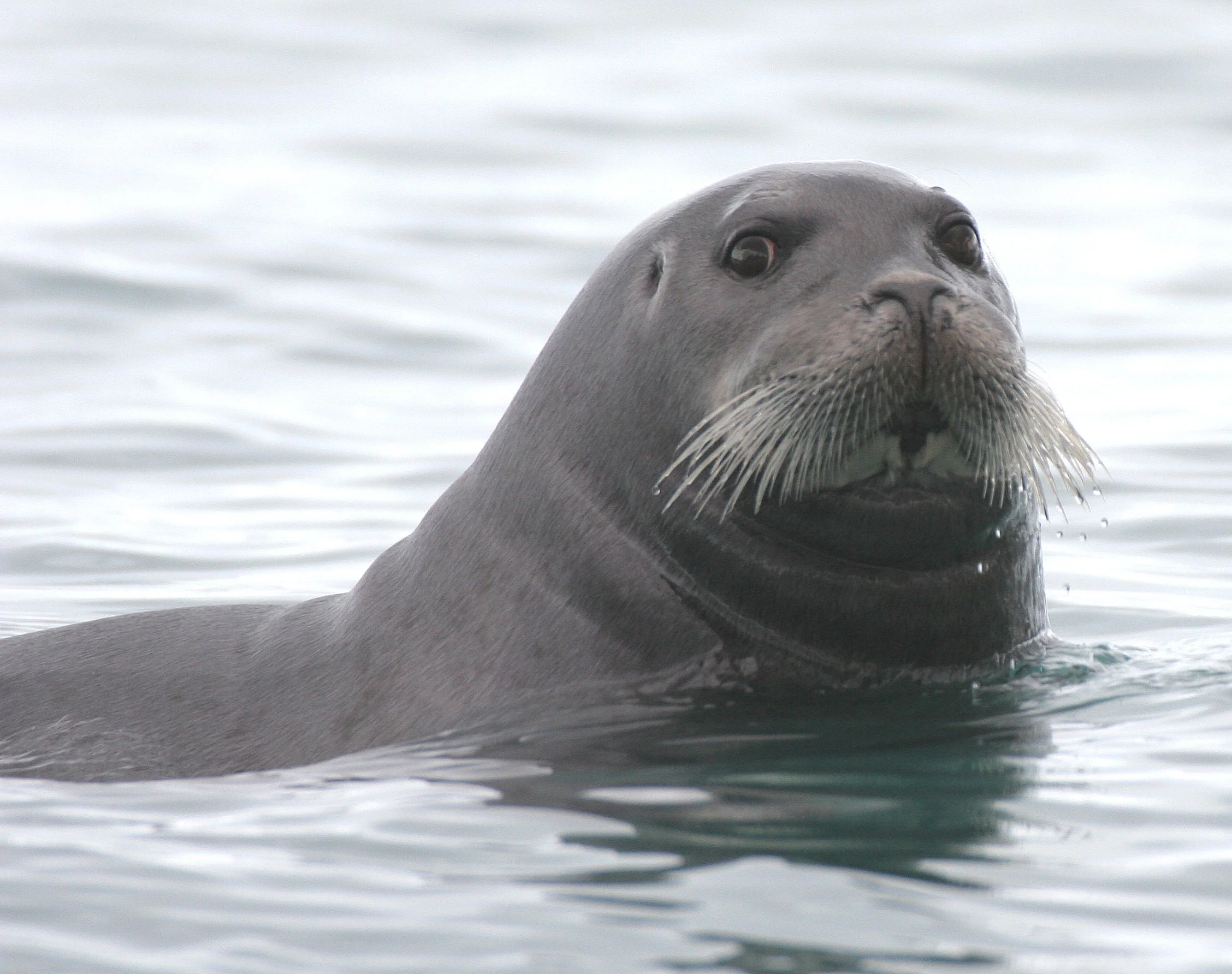 Bearded Seal