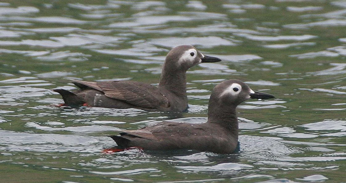 Cepphus carbo - SPECTACLED GUILLEMOT - MONERON ISLAND RUSSIA (41).jpg
