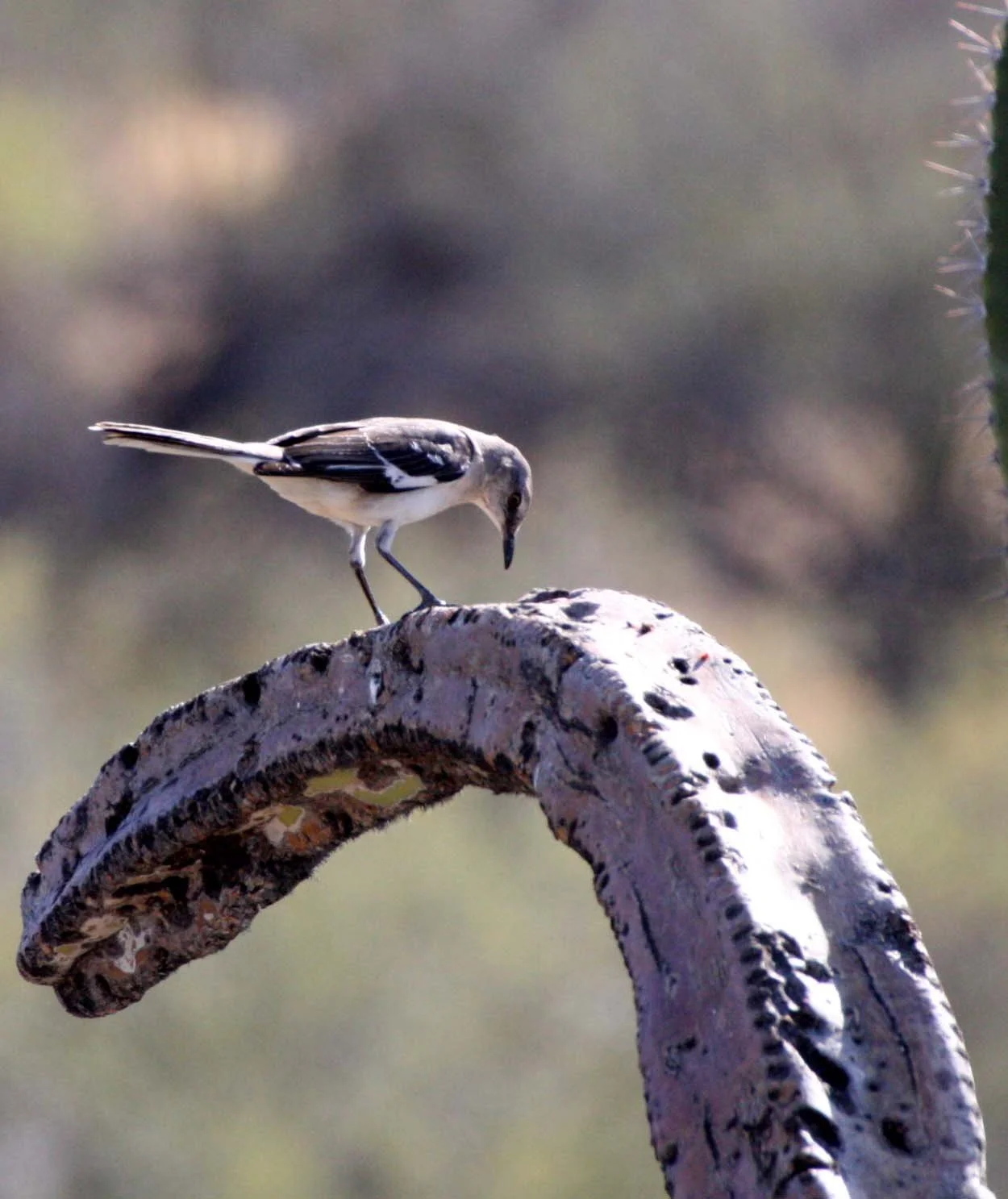Northern Mockingbird (Mimus polyglottos) Catavina Desert Baja Mexico (13).JPG
