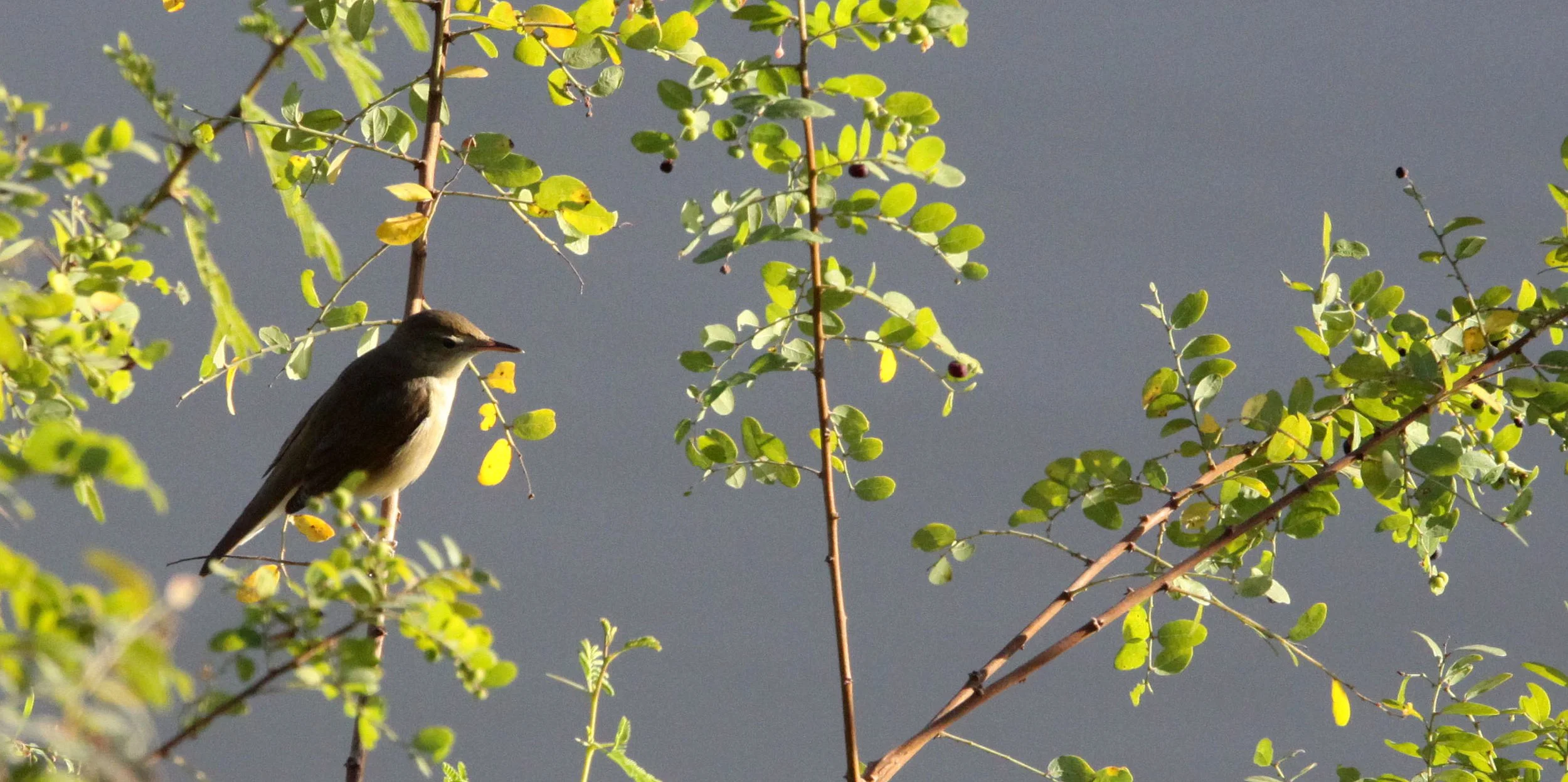 BIRD - WARBLER - CLAMOROUS REED WARBLER - GIR FOREST GUJARAT INDIA (3).JPG