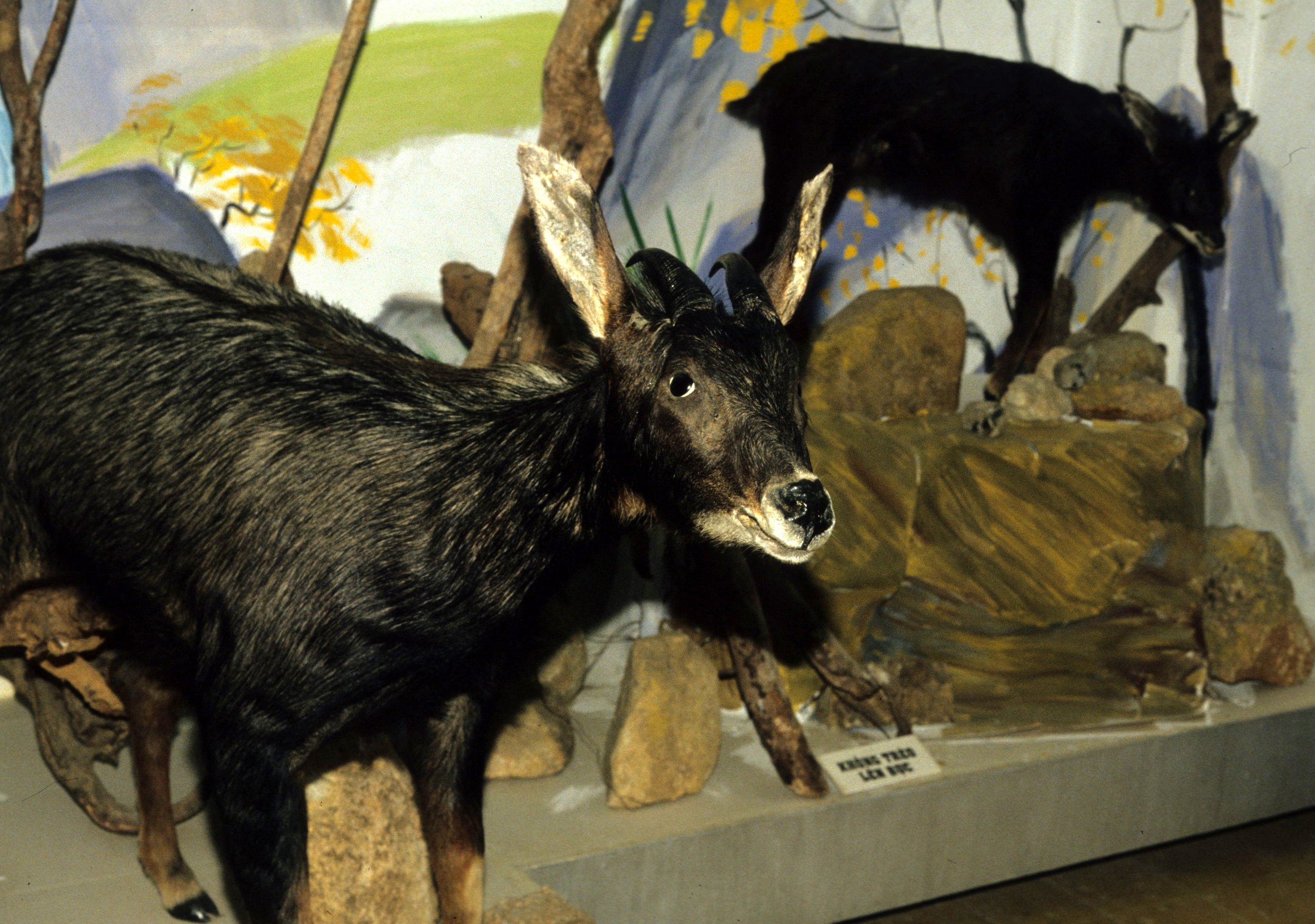 VIET NAM - ANIMAL SPECIMENS (12).jpg
