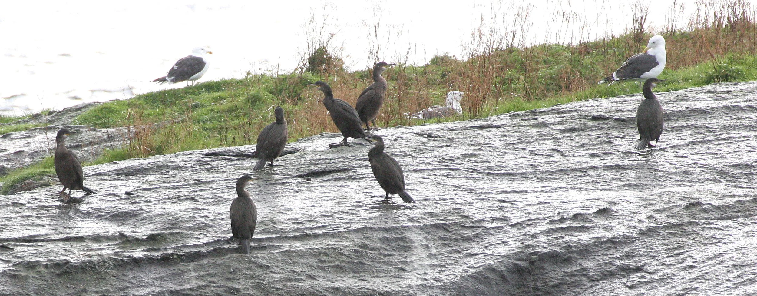 Gulosus aristotelis - European Shag - Tromso Norway (1).jpg