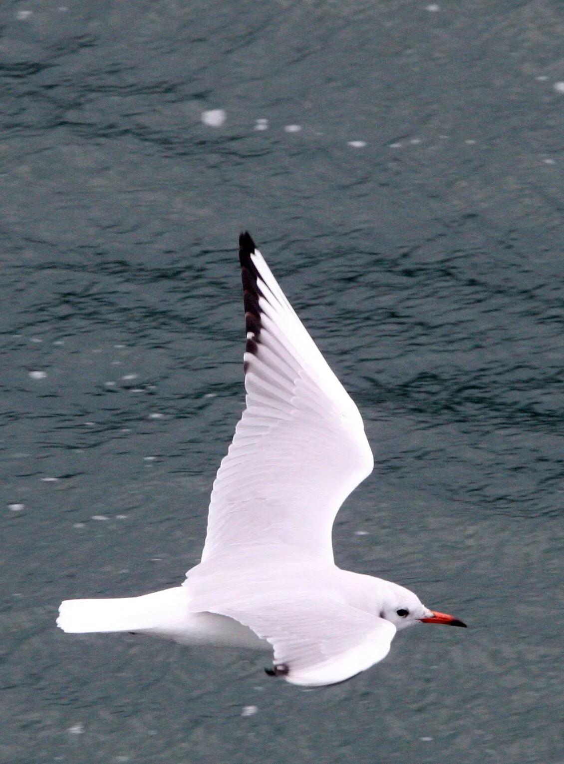 BIRD - GULL - BLACK-HEADED GULL - CAPE IRAGO STRAIT - JAPAN (1).JPG