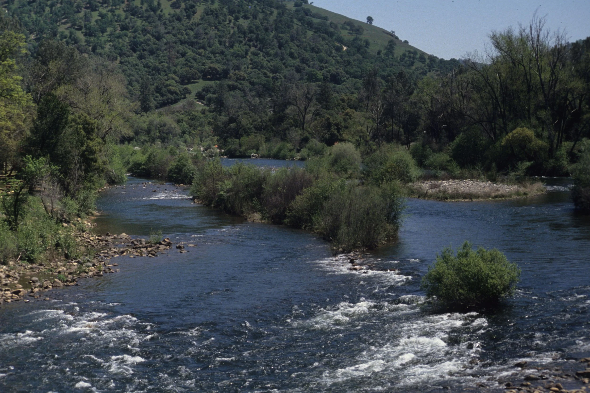 AMERICAN RIVER - RIPARIAN ZONE IN FOOTHILLS.jpg