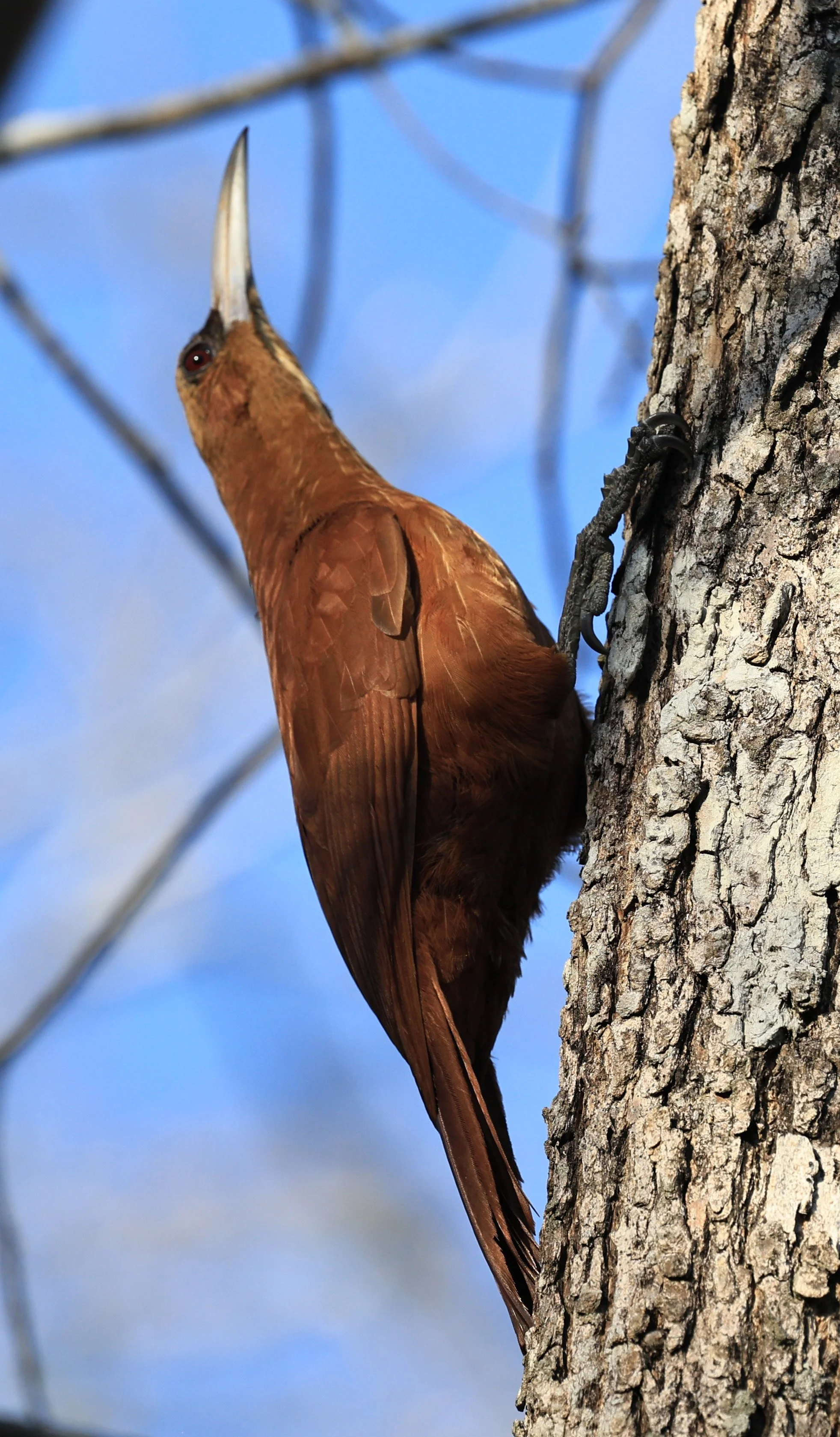 Great Rufous Woodcreeper (Xiphocolaptes major) Agua Dulce Paraguay (4).jpg
