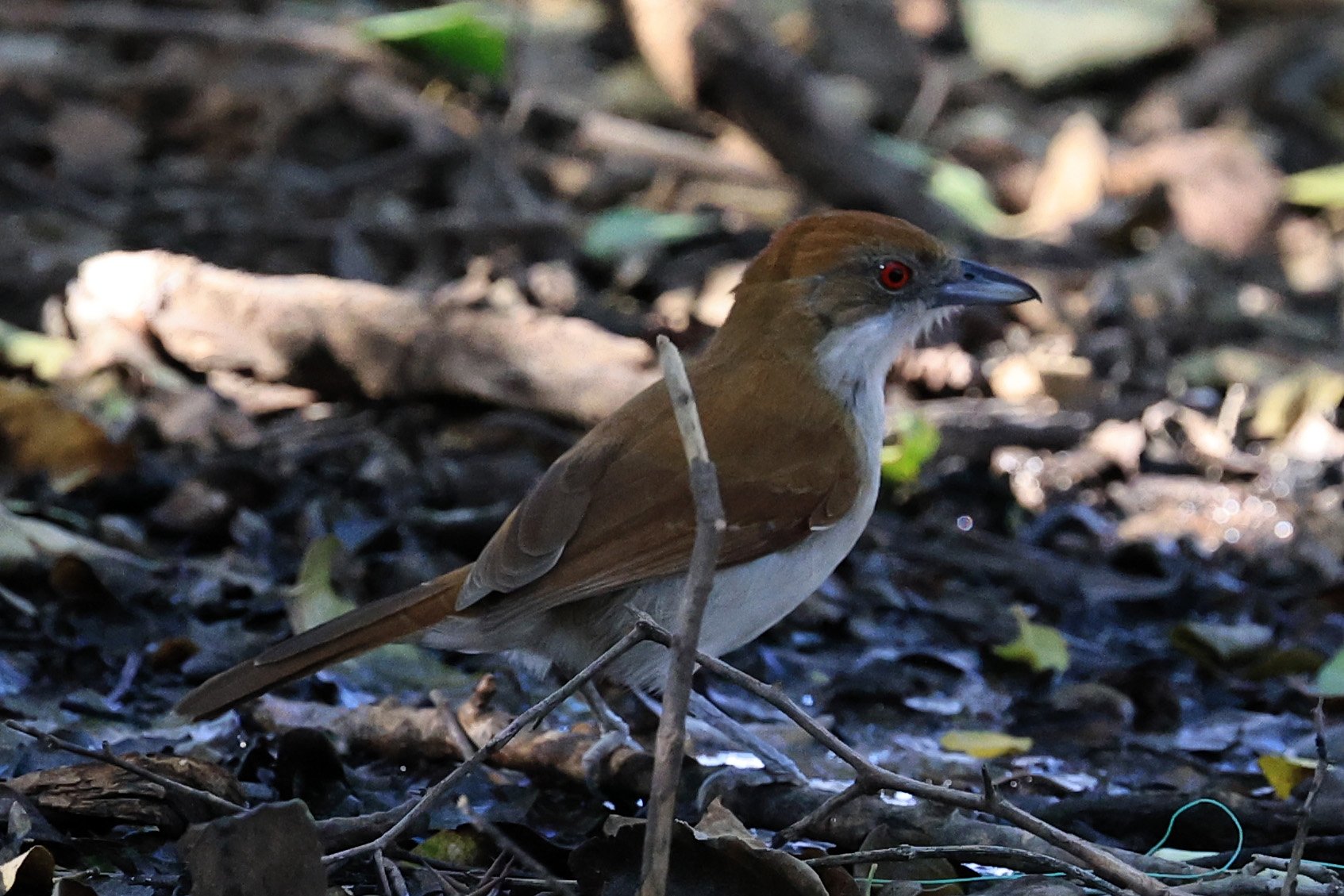 Great Antshrike (Taraba major) female-Agua Dulce Paraguay (2).jpg